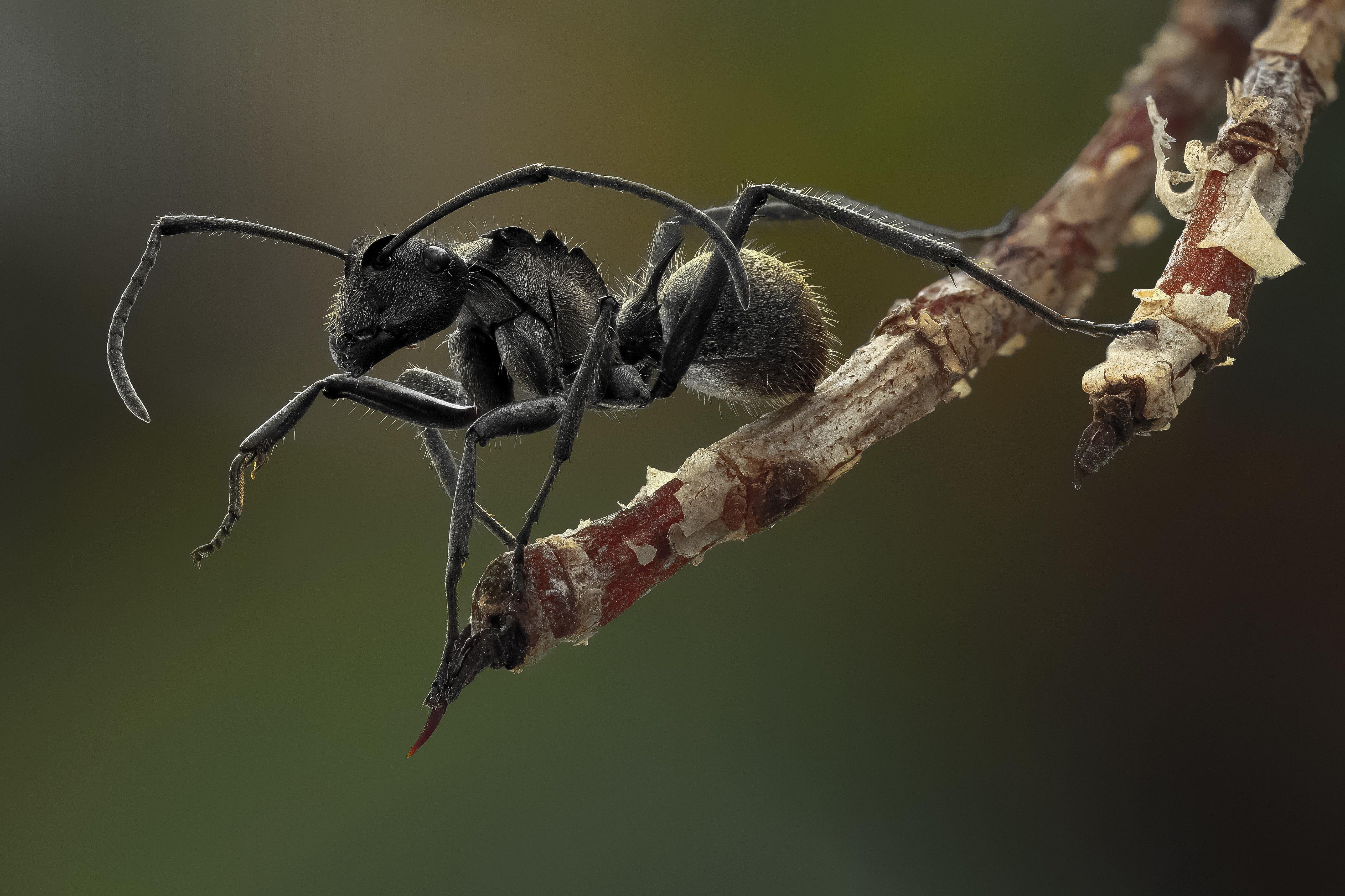 4K, 5K, polyrhachis, Ants, Insects, Closeup Gallery HD Wallpaper