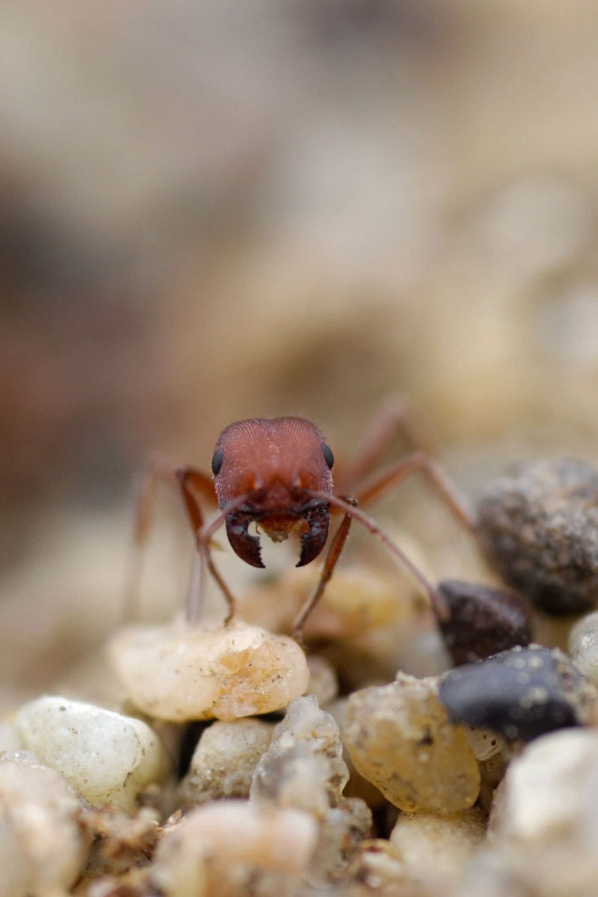 Fossil Finding Ants Amass Huge Haul Of Ancient Creatures