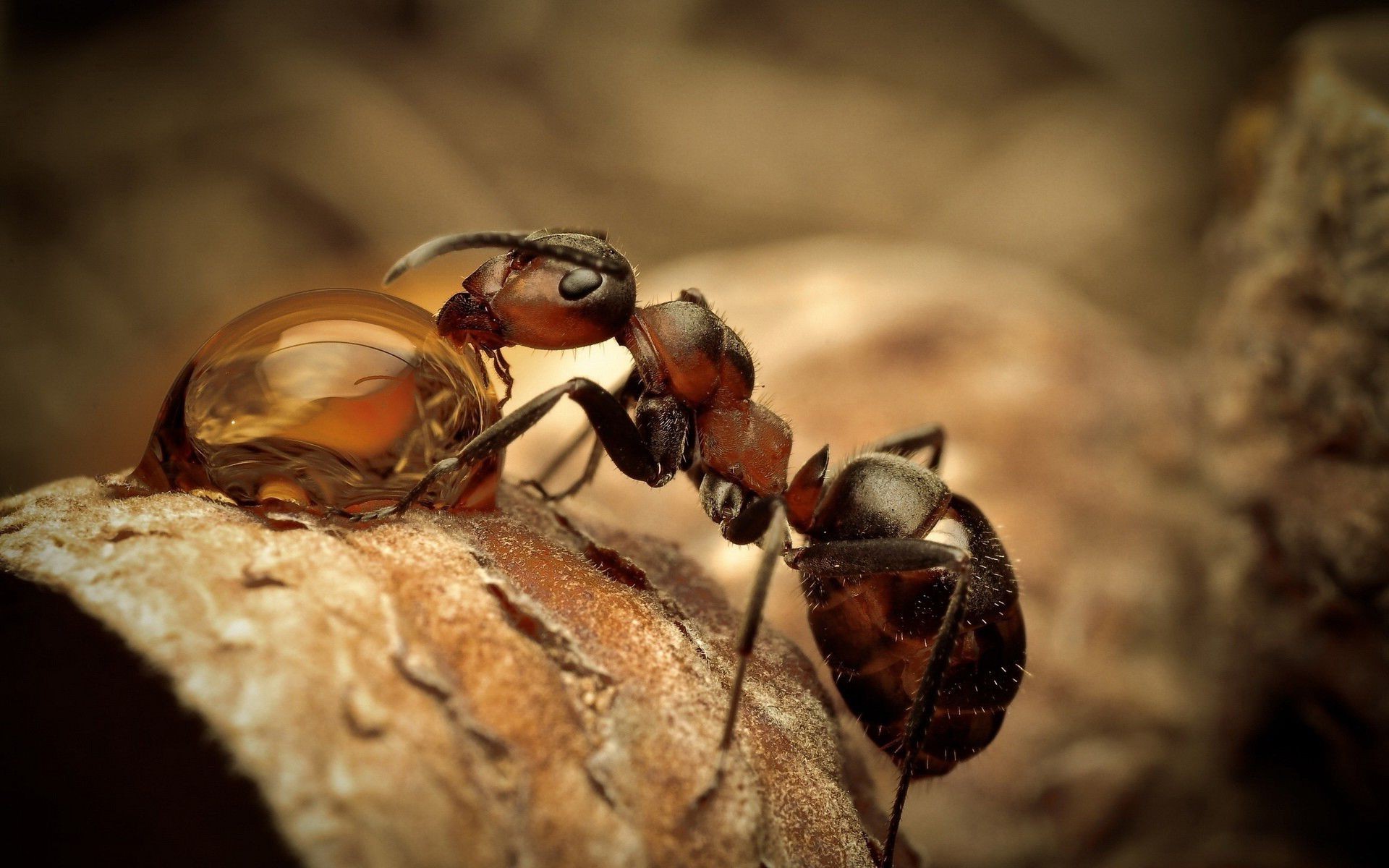 insect animals nature ants Gallery HD Wallpaper