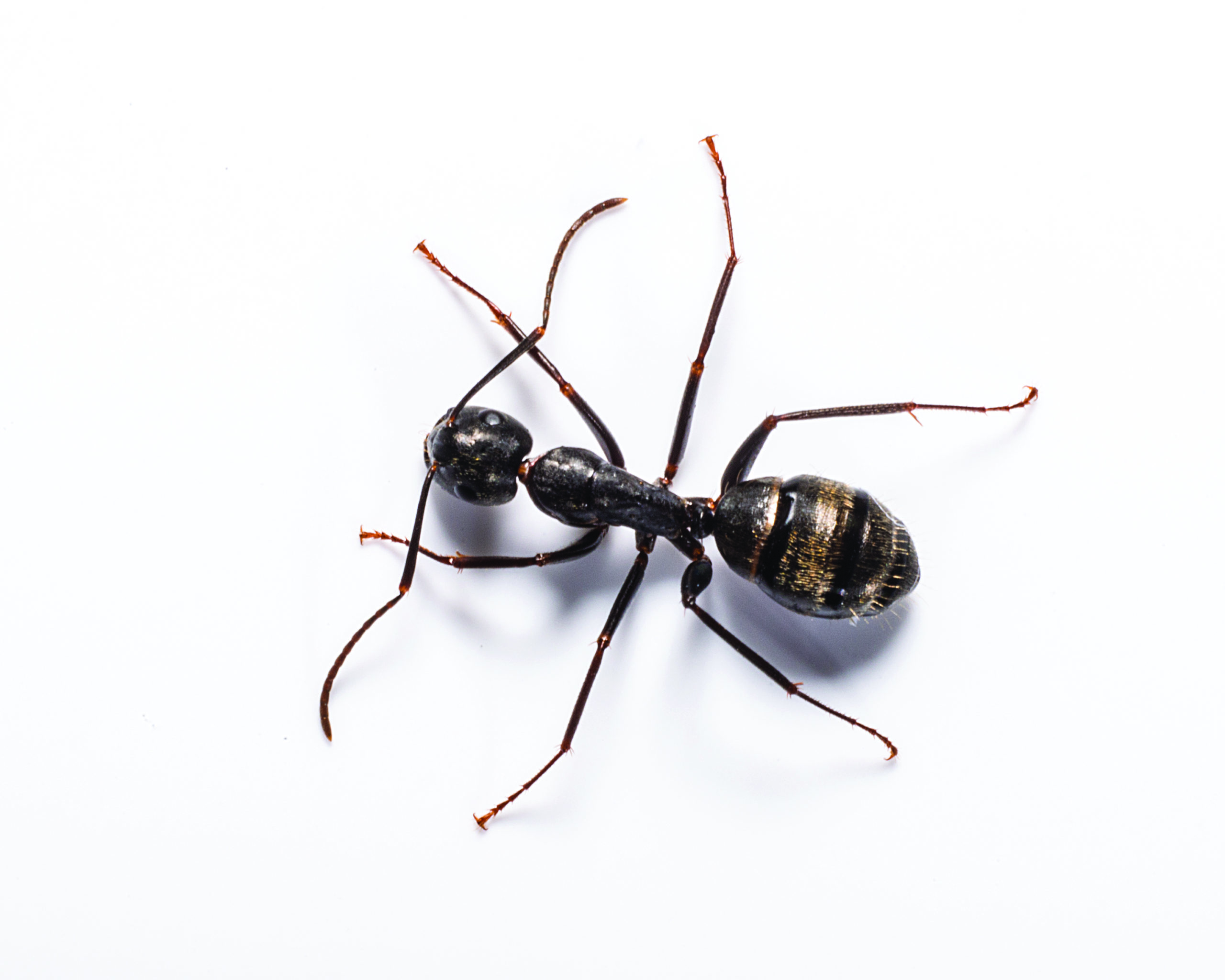 Carpenter Ant Identification, Habits & Behavior. Florida Pest Control