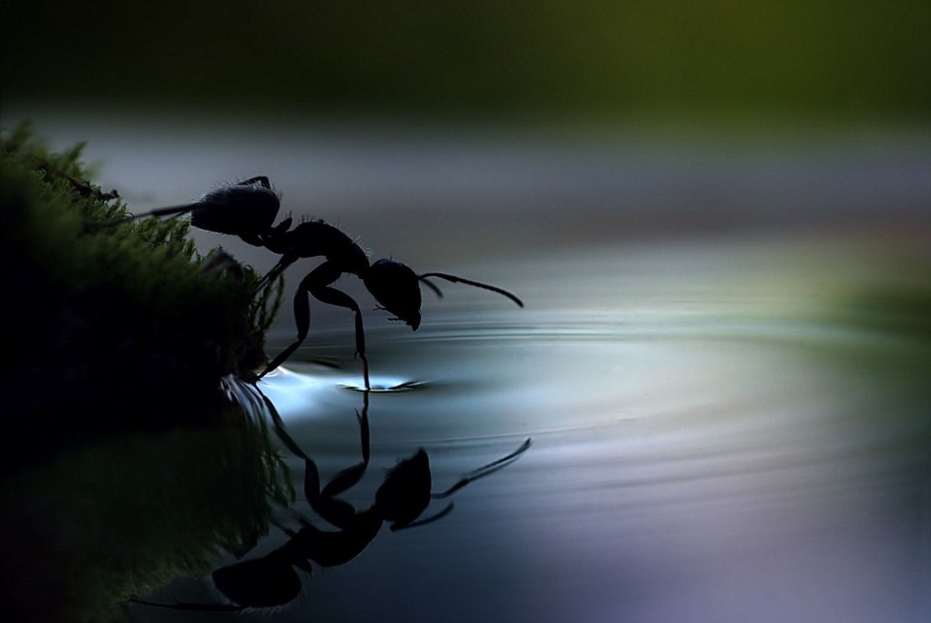 Water insects ants ripples reflections wallpaper. Insect photography, Wildlife picture, Macro photo