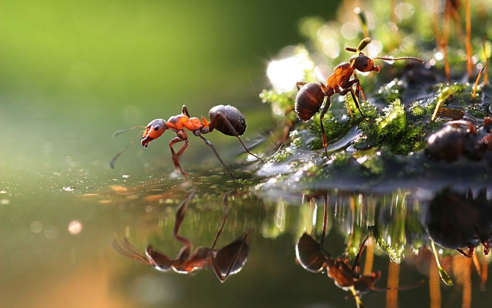 Ant HD Wallpaper and Background