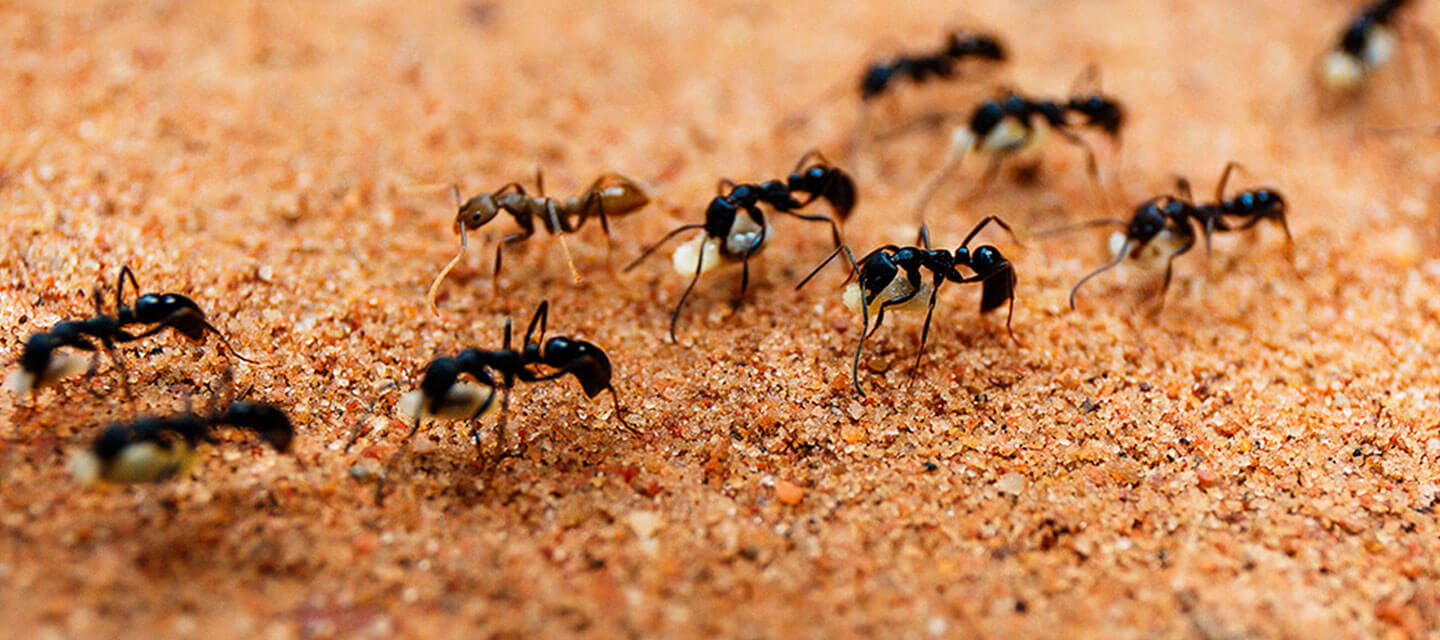 Picture of Ants: Ant Photo Gallery with Image