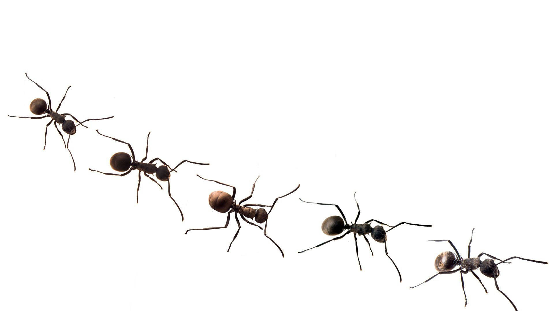 Free Ant Wallpaper Downloads, Ant Wallpaper for FREE