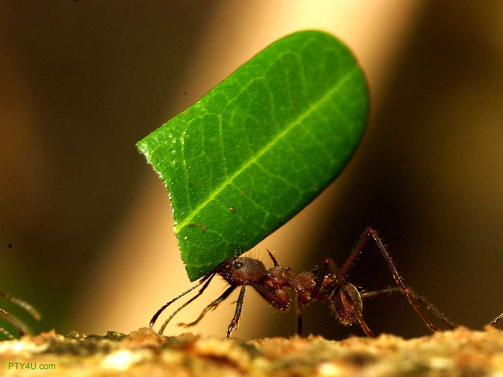 Ant 100% Quality HD Wallpaper Download, Broderick Mccargo. Ants, Online teaching jobs, Leaves