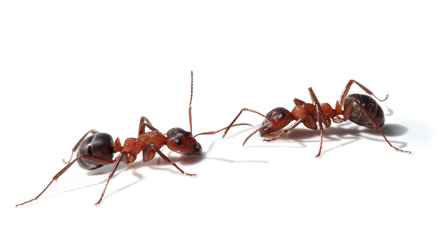 Ant Pest Control