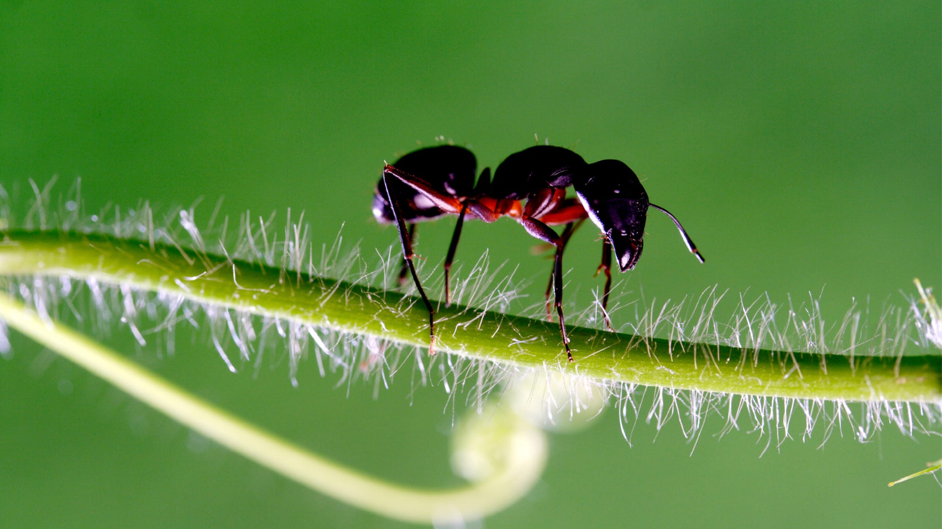 Ant Killer: How to Get Rid of Ants