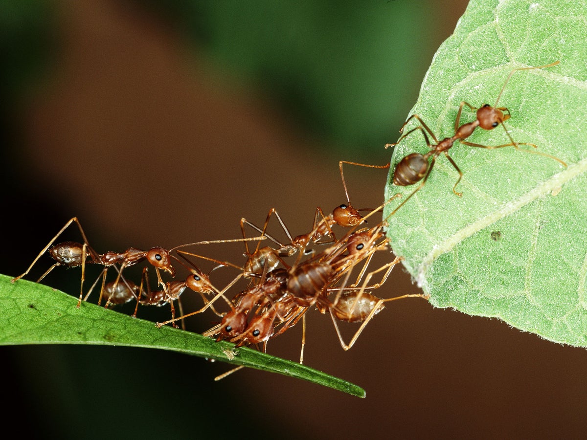 Farmers in tropical forests are training ants to kill off bigger pests
