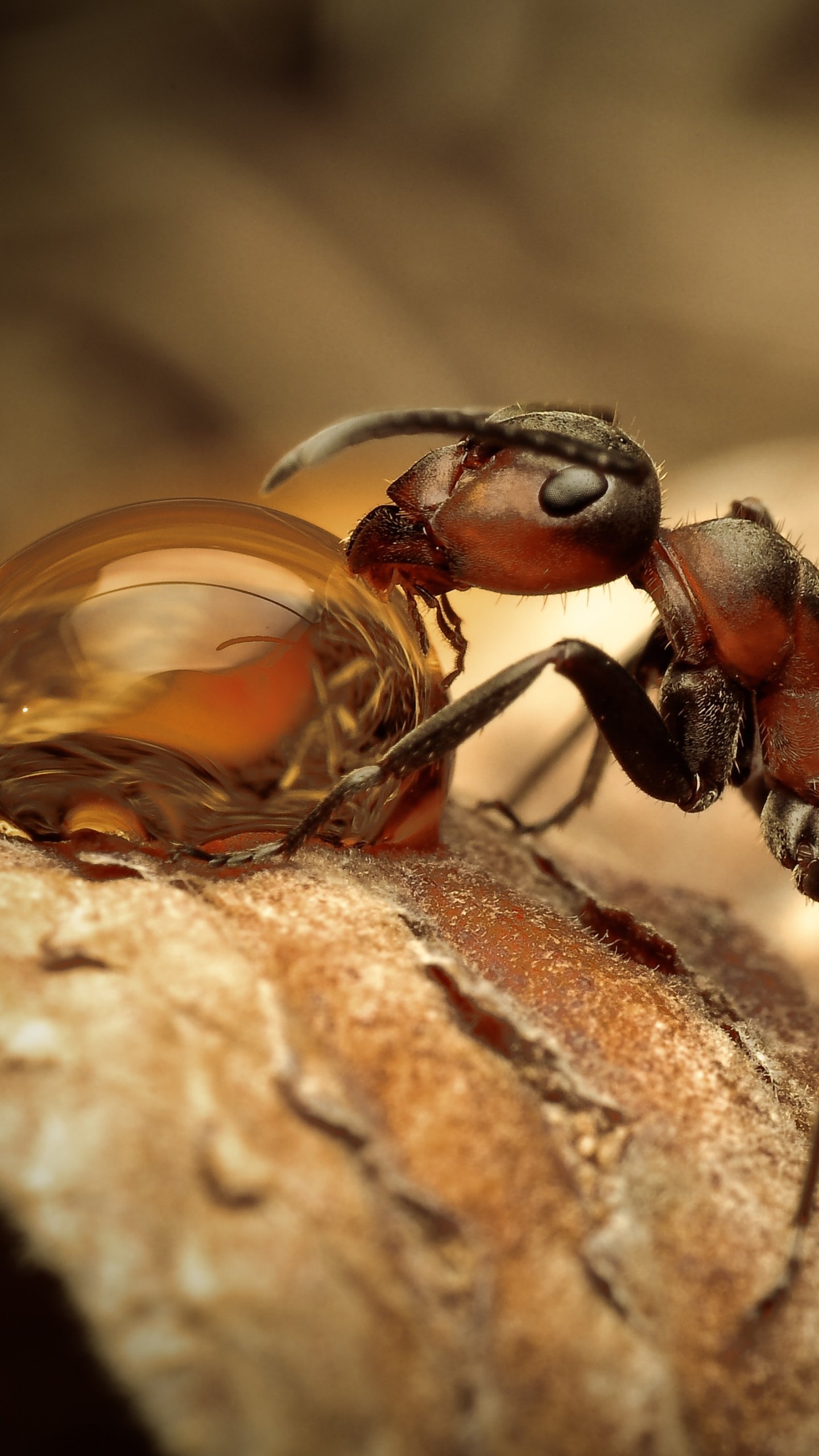 Wallpaper Ants, insects, water drops, macro, brown, Drinking, Water, Animals