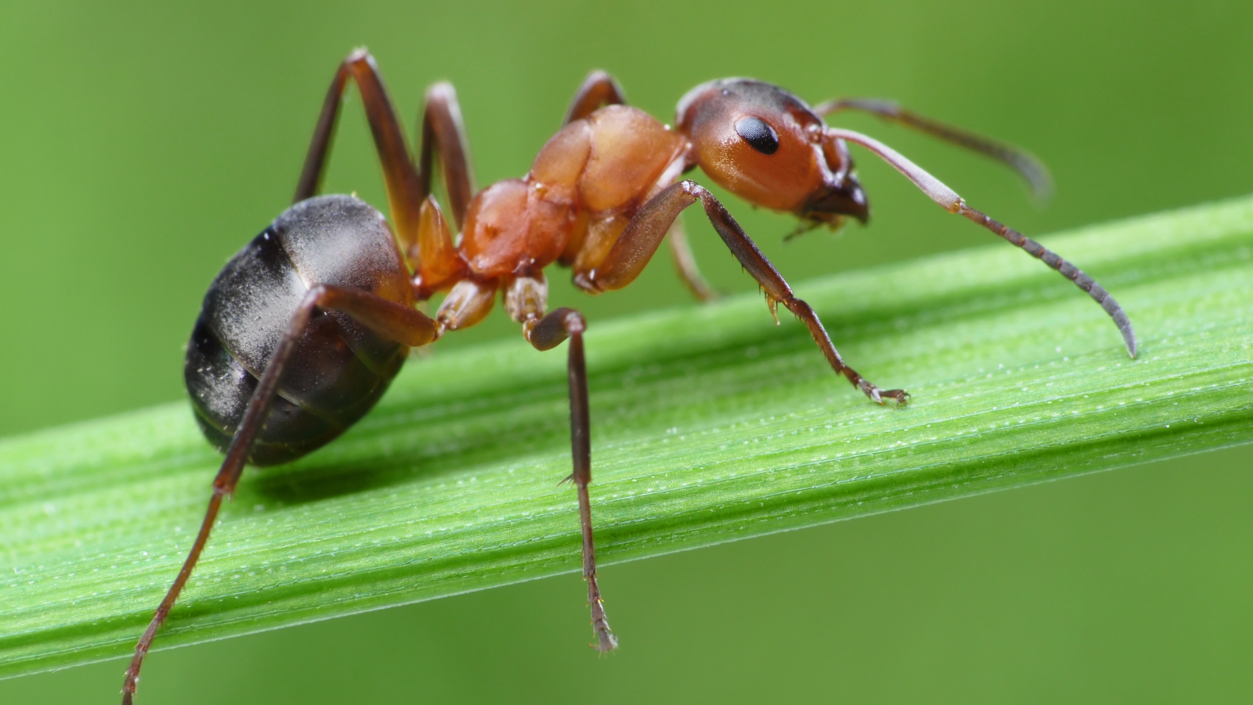 Earth has about 20 quadrillion ants