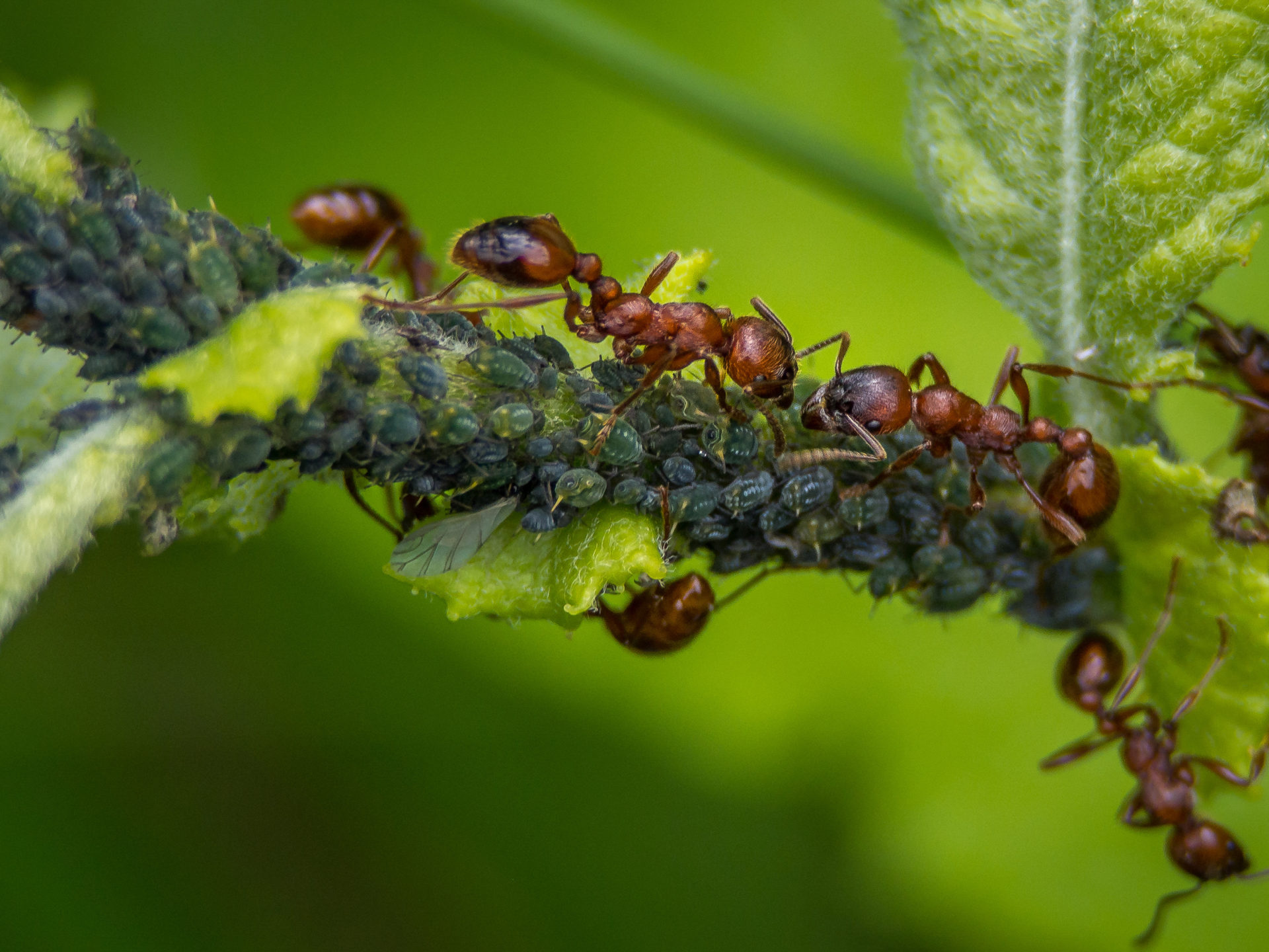 Red Ant Larvae Breeding Insect HD Wallpaper, Wallpaper13.com
