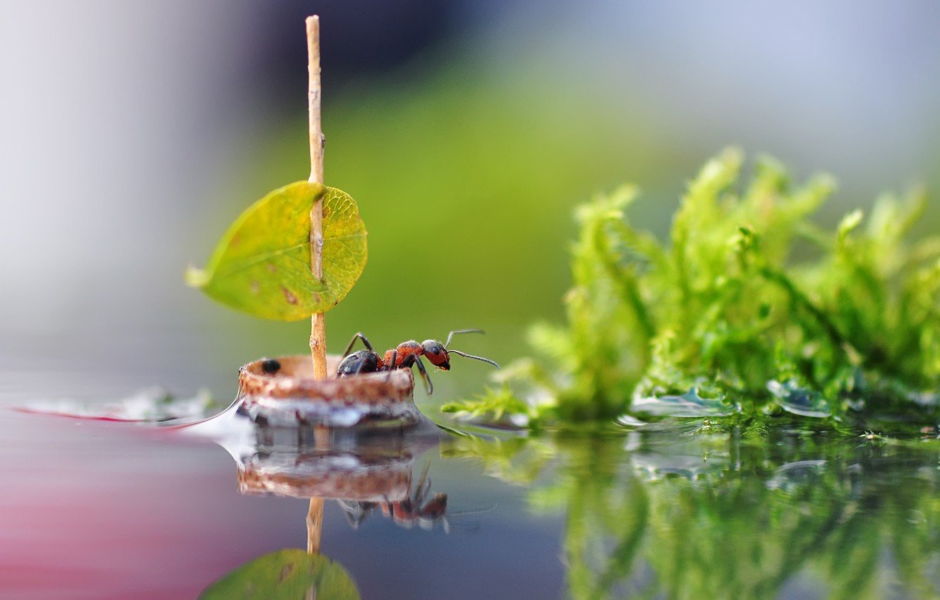 Wallpaper water, macro, nature, sheet, reflection, sailboat, ant, sail, insect, boat image for desktop, section макро