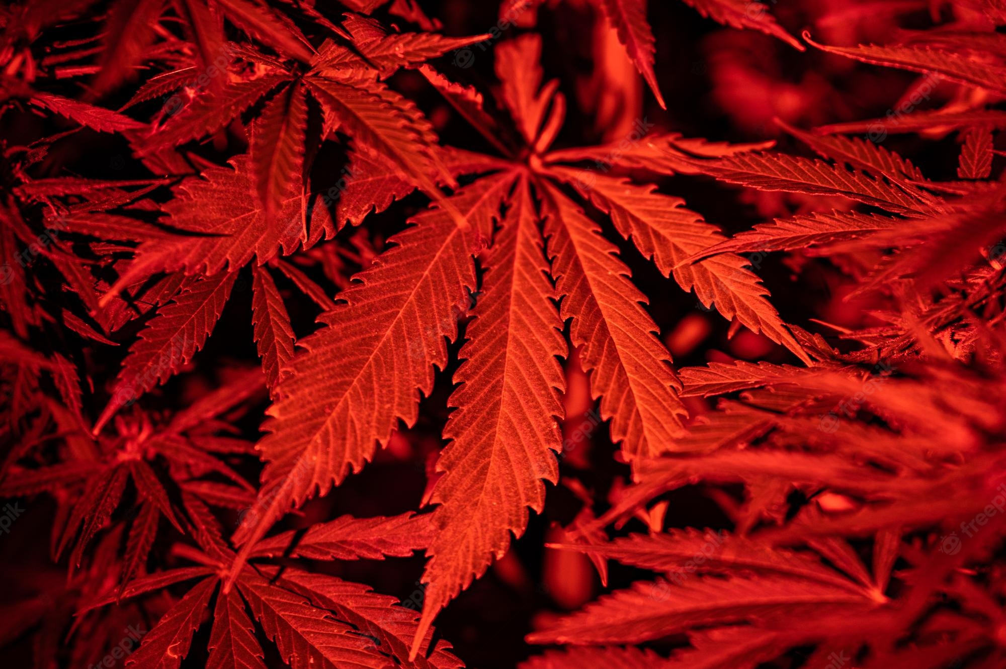 Neon Cannabis Image