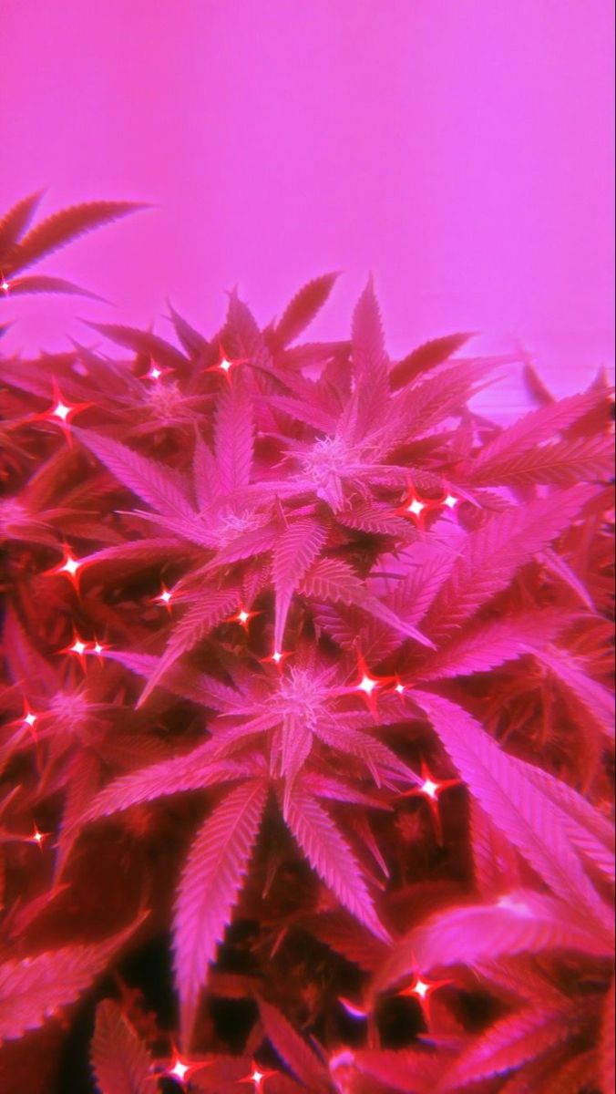 Shmokin. Pink neon wallpaper, Pink wallpaper iphone, Picture collage wall