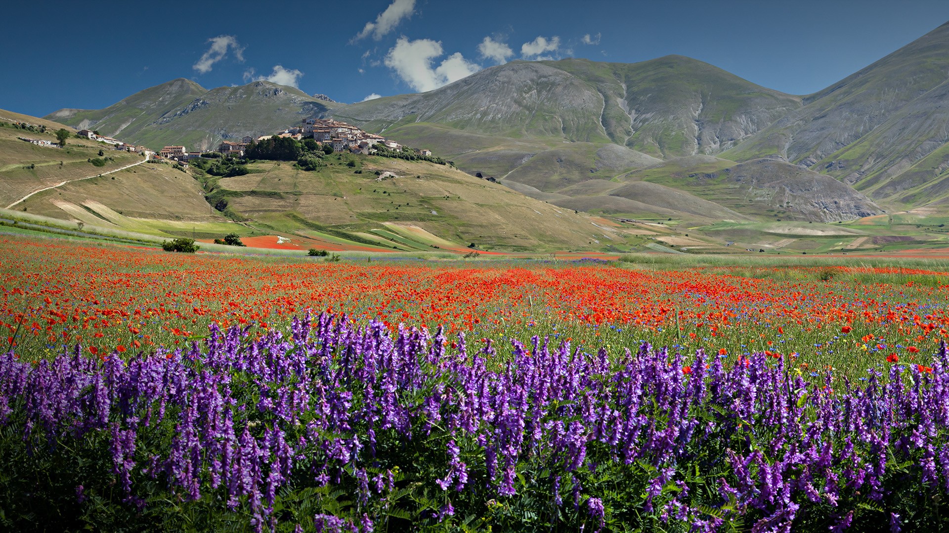 Landscape with Castelluccio di Norcia and flowering, Perugia, Italy. Windows 10 Spotlight Image