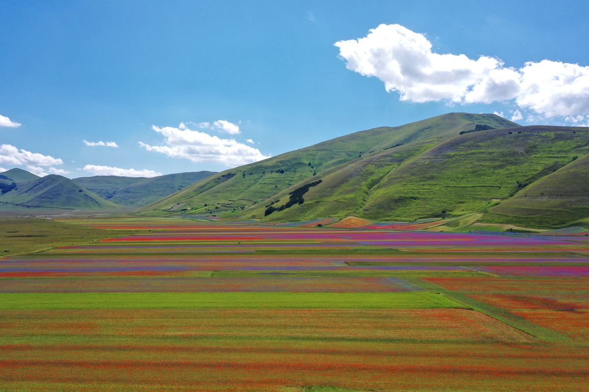 See Stunning Photo From Italy's Flowering of Castelluccio di Norcia 2020