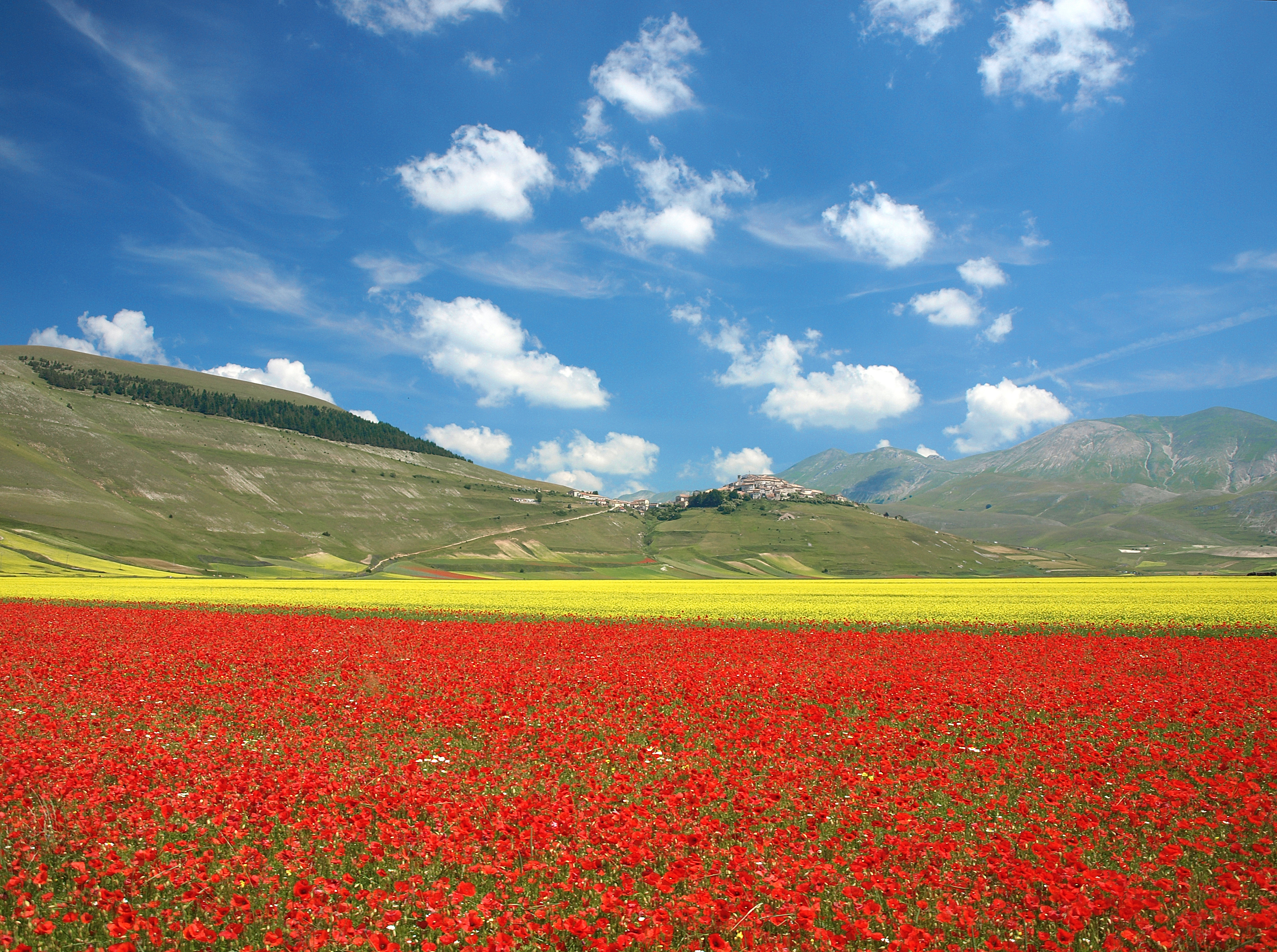 Wallpaper, flowers, Italy, Italia, day, cloudy, poppies, colori, umbria, papaveri, castelluccio, campi, fioritura, lenticchie, castellucciodinorcia 3918x2921