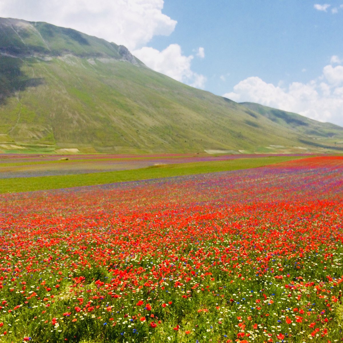 Castelluccio (Umbria) You Need to Know BEFORE You Go