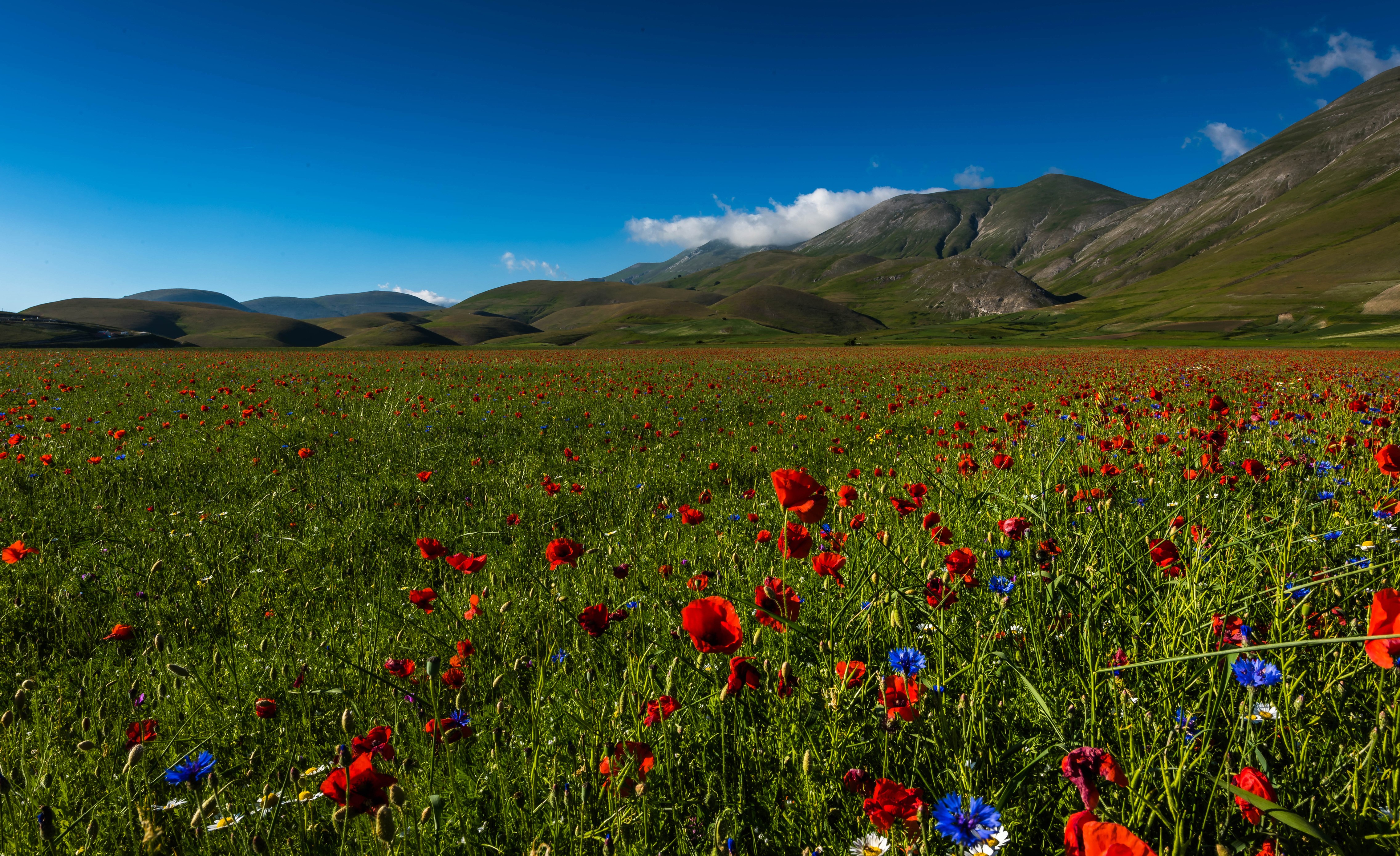 4K, 5K, Castelluccio Umbria, Italy, Scenery, Mountains, Fields, Poppies Gallery HD Wallpaper