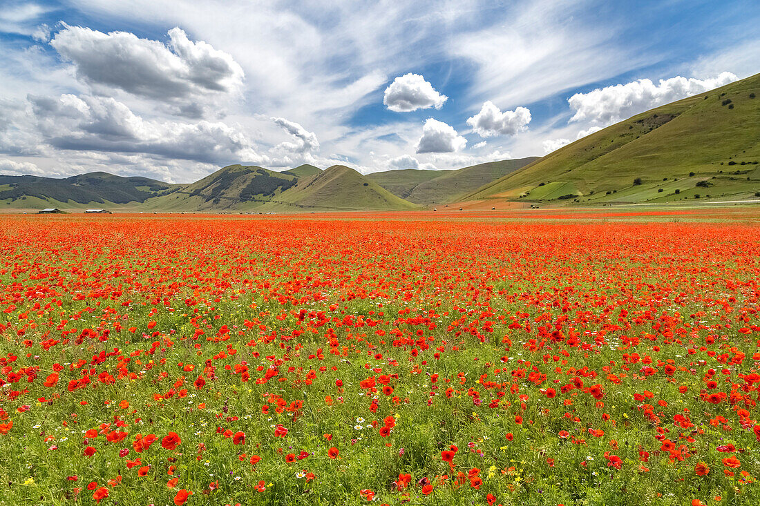 A colorful field of poppies near