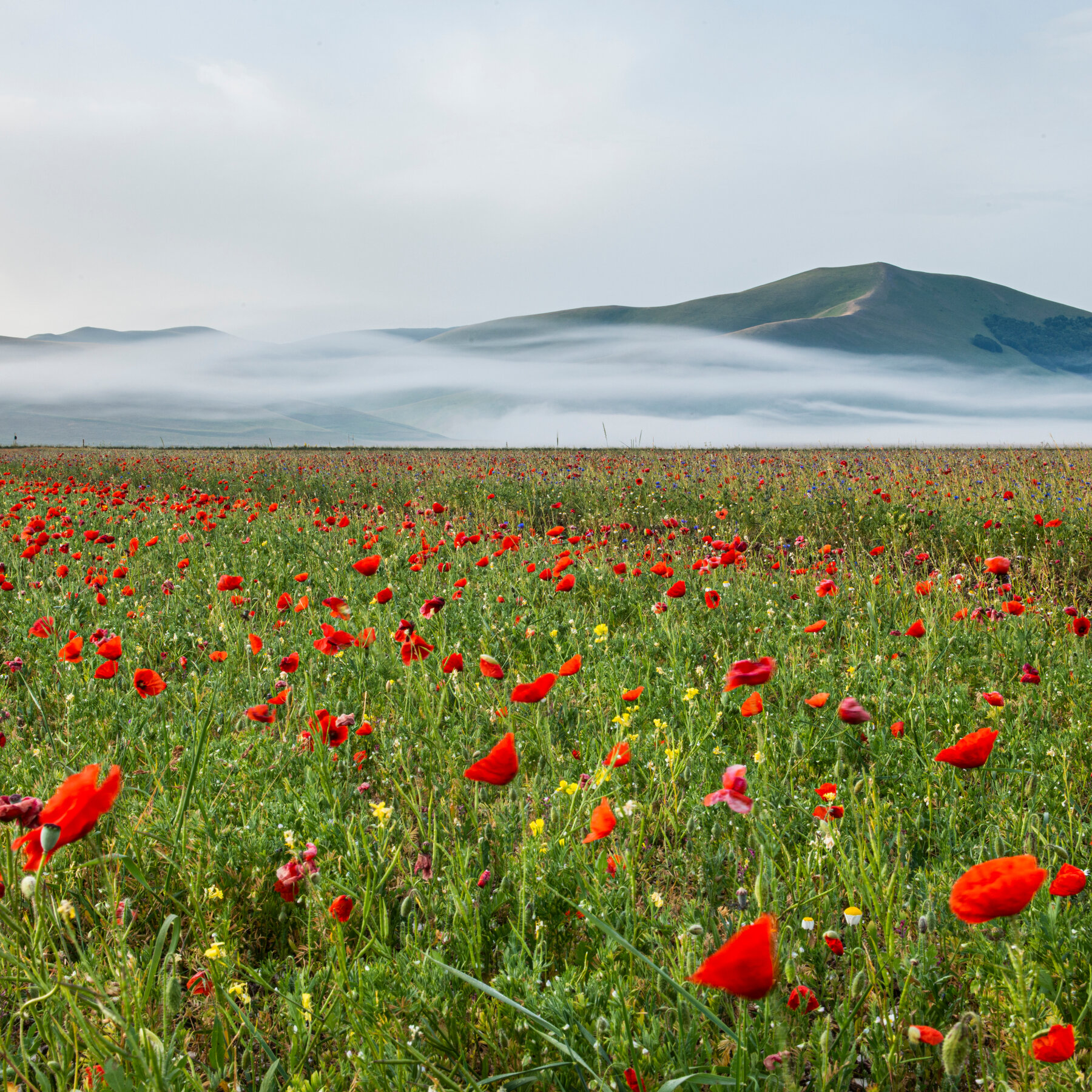 The Vibrant Resilience of Castelluccio di Norcia