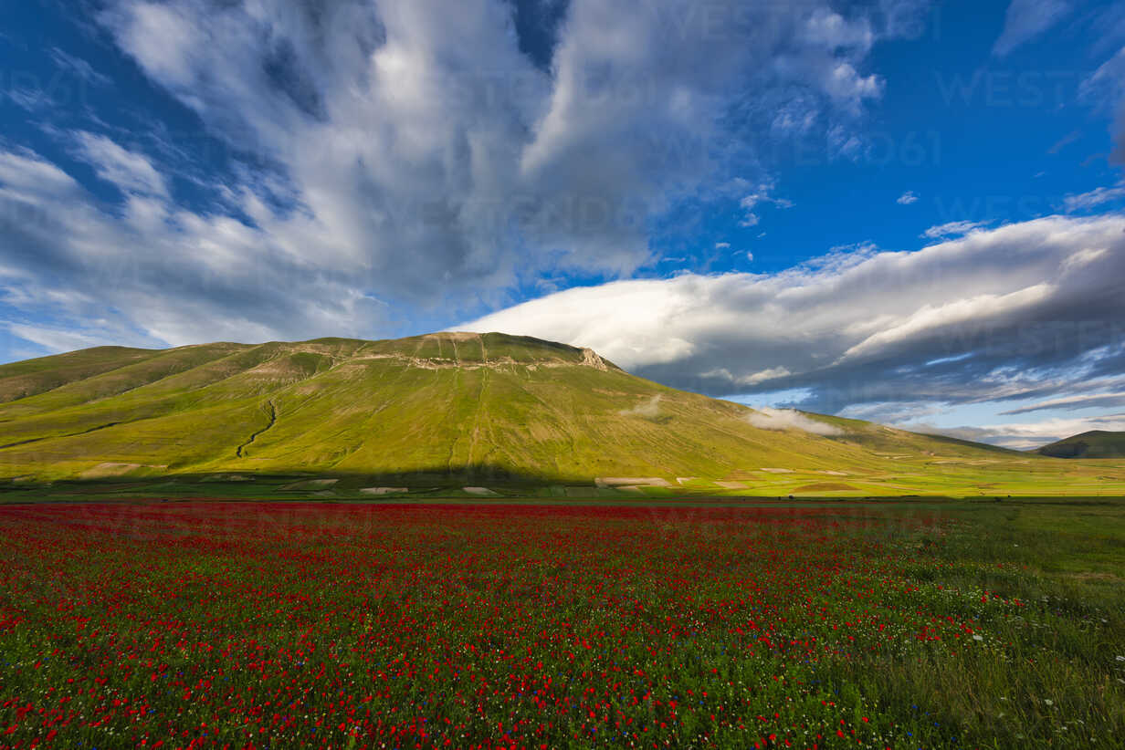 Italy, Umbria, Sibillini National Park, Blooming flowers on Piano Grande di Castelluccio di Norcia