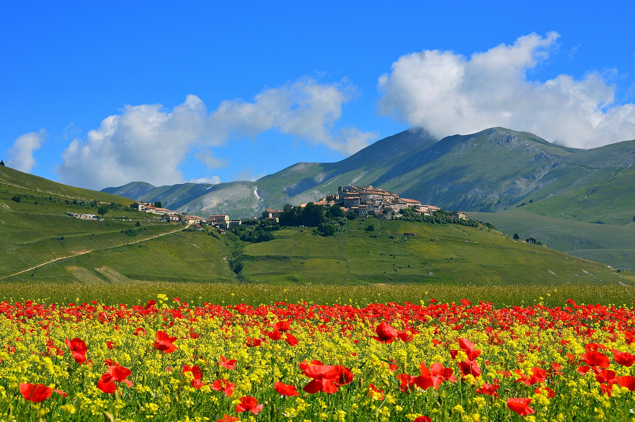 Castelluccio di Norcia, Italy, Fields, Poppies, Mountains, Scenery Gallery HD Wallpaper