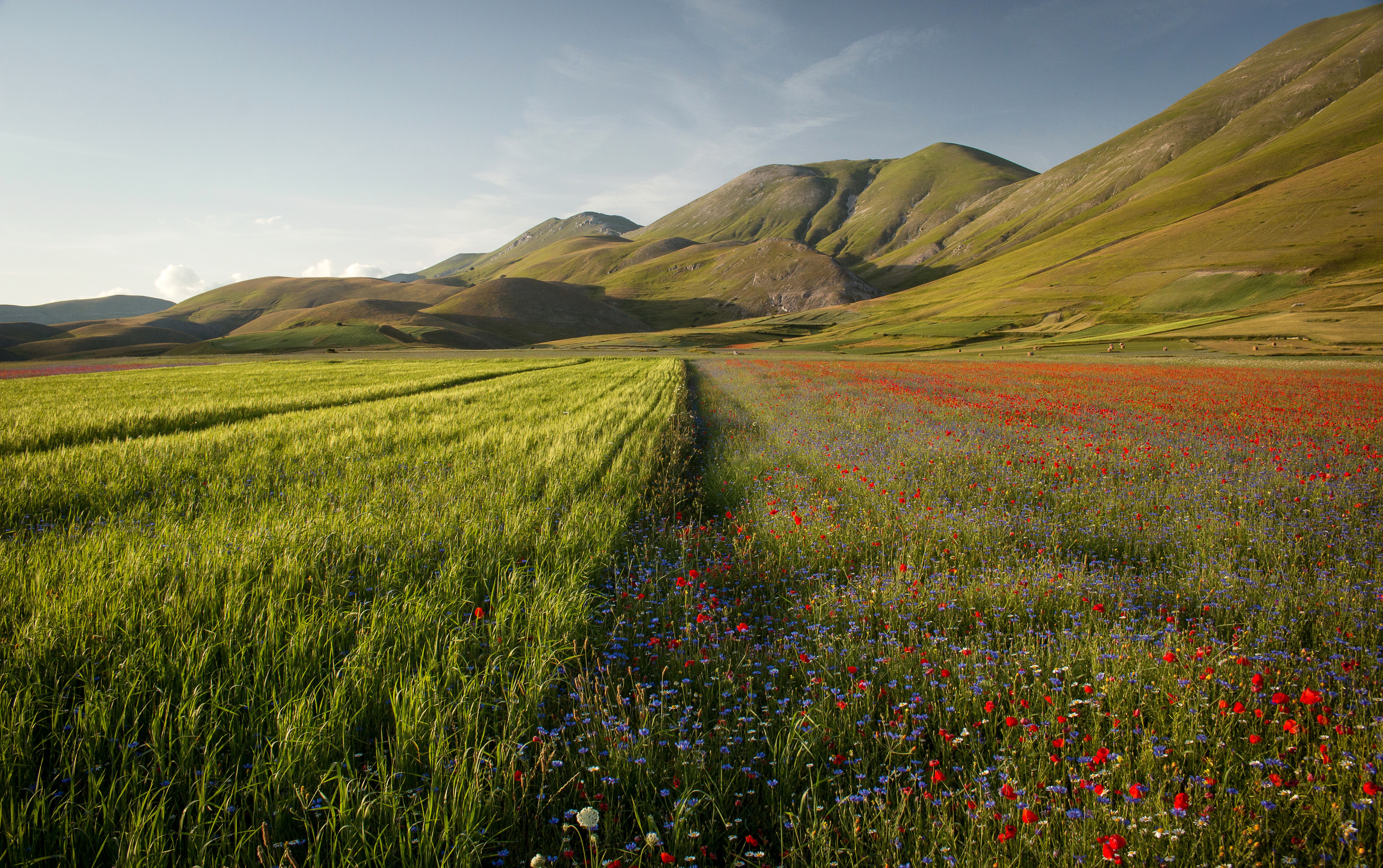 4K, 5K, Castelluccio Umbria, Italy, Scenery, Mountains, Fields, Poppies Gallery HD Wallpaper