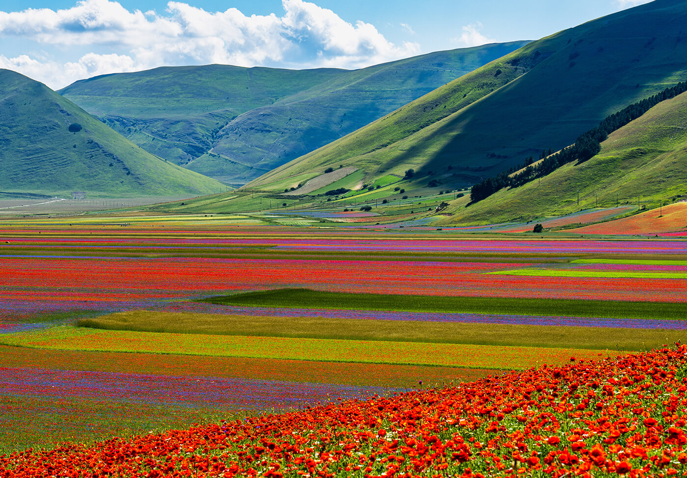 MyBestPlace Plains of Castelluccio, a unique floral show in the world