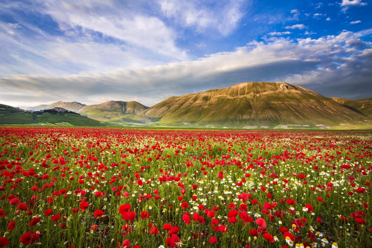 Joaquin Muñoz García over the field ( Castelluccio di Norcia, Umbria, Italy )