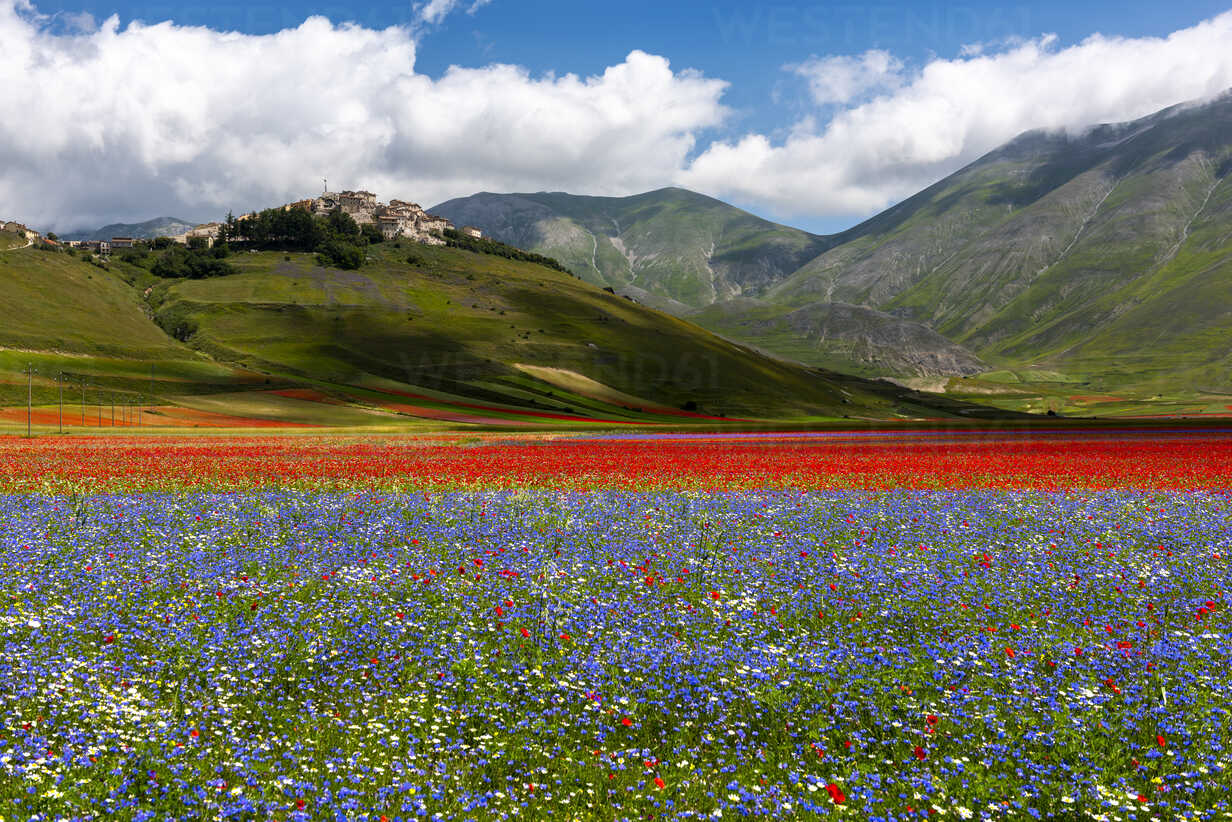 Italy, Umbria, Sibillini National Park, Blooming flowers on Piano Grande di Castelluccio di Norcia