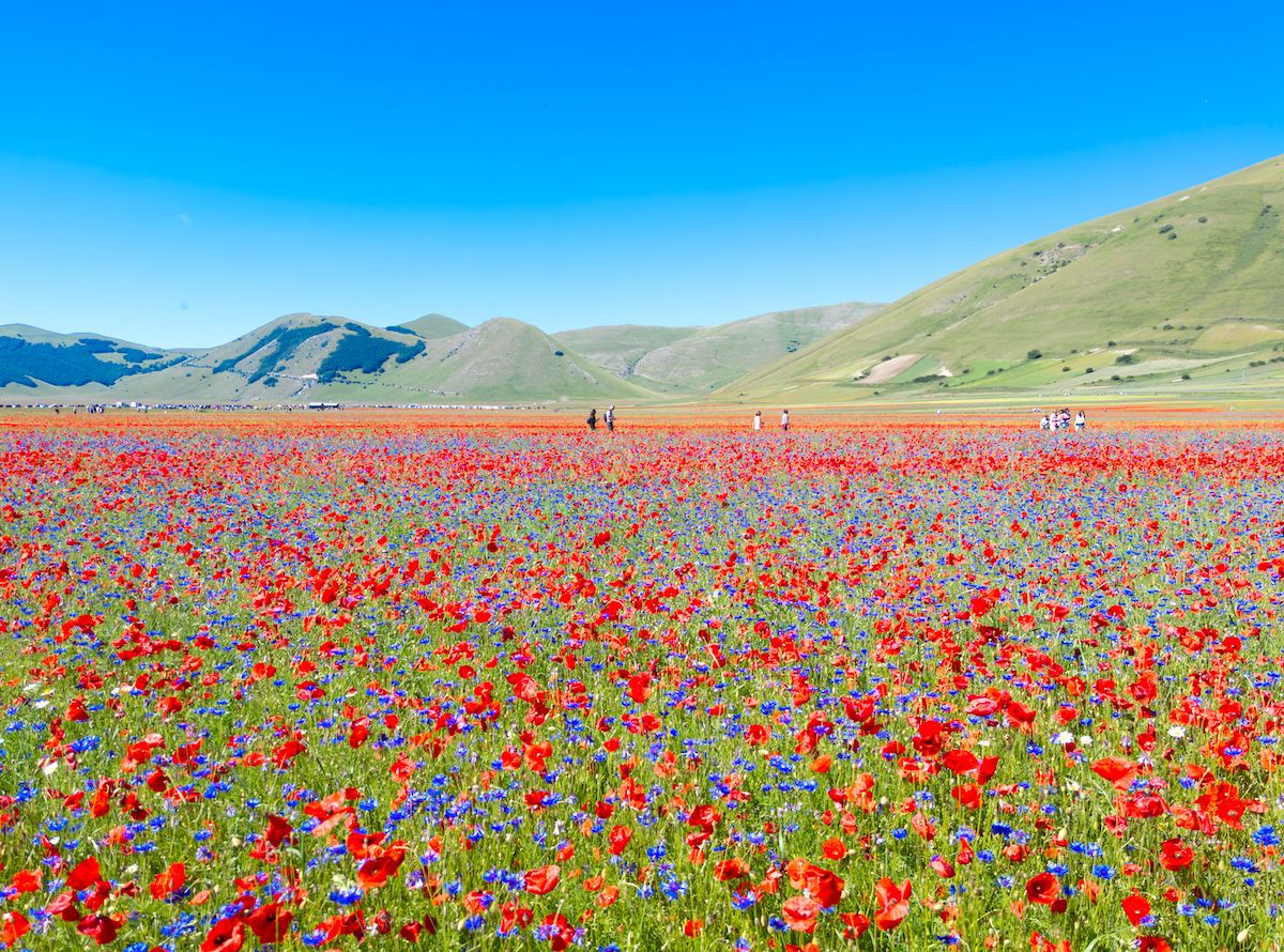 Flowering of Castelluccio Di Norcia, La Fioritura, in Italy's Umbria