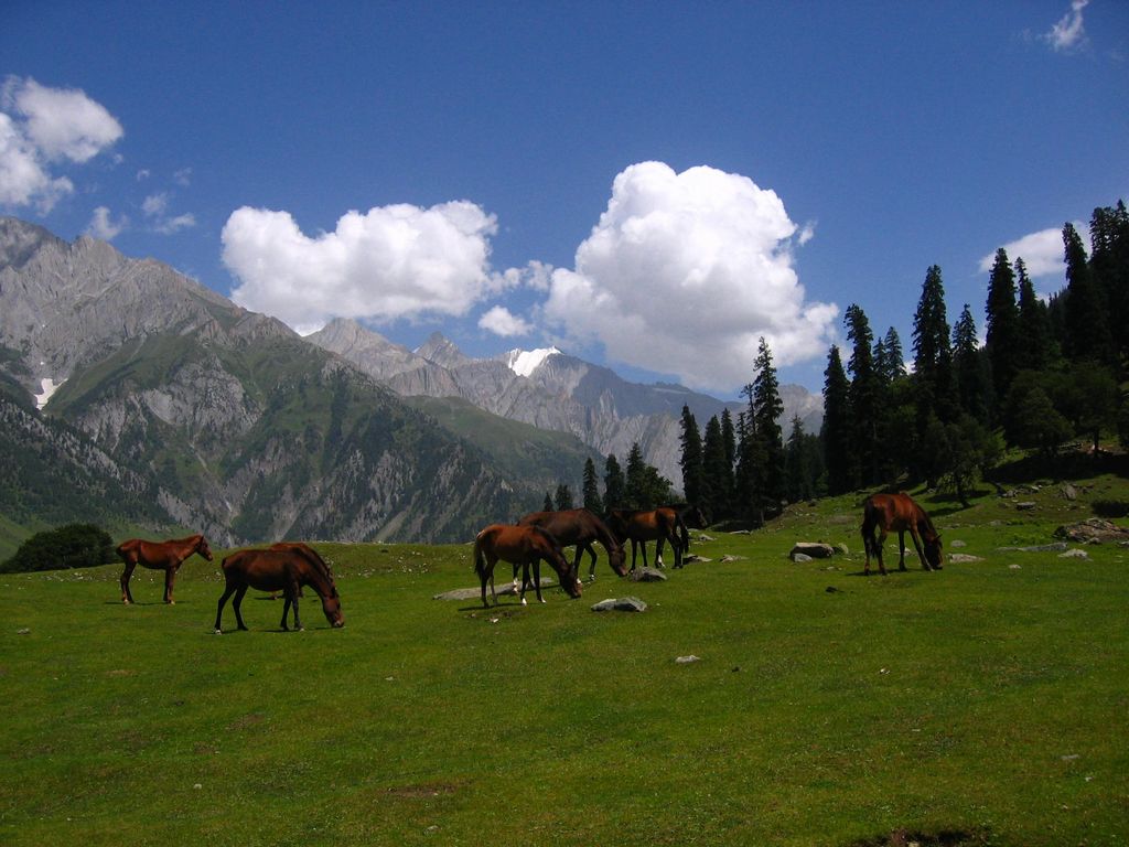 India Travel. Picture: Sonmarg pasture