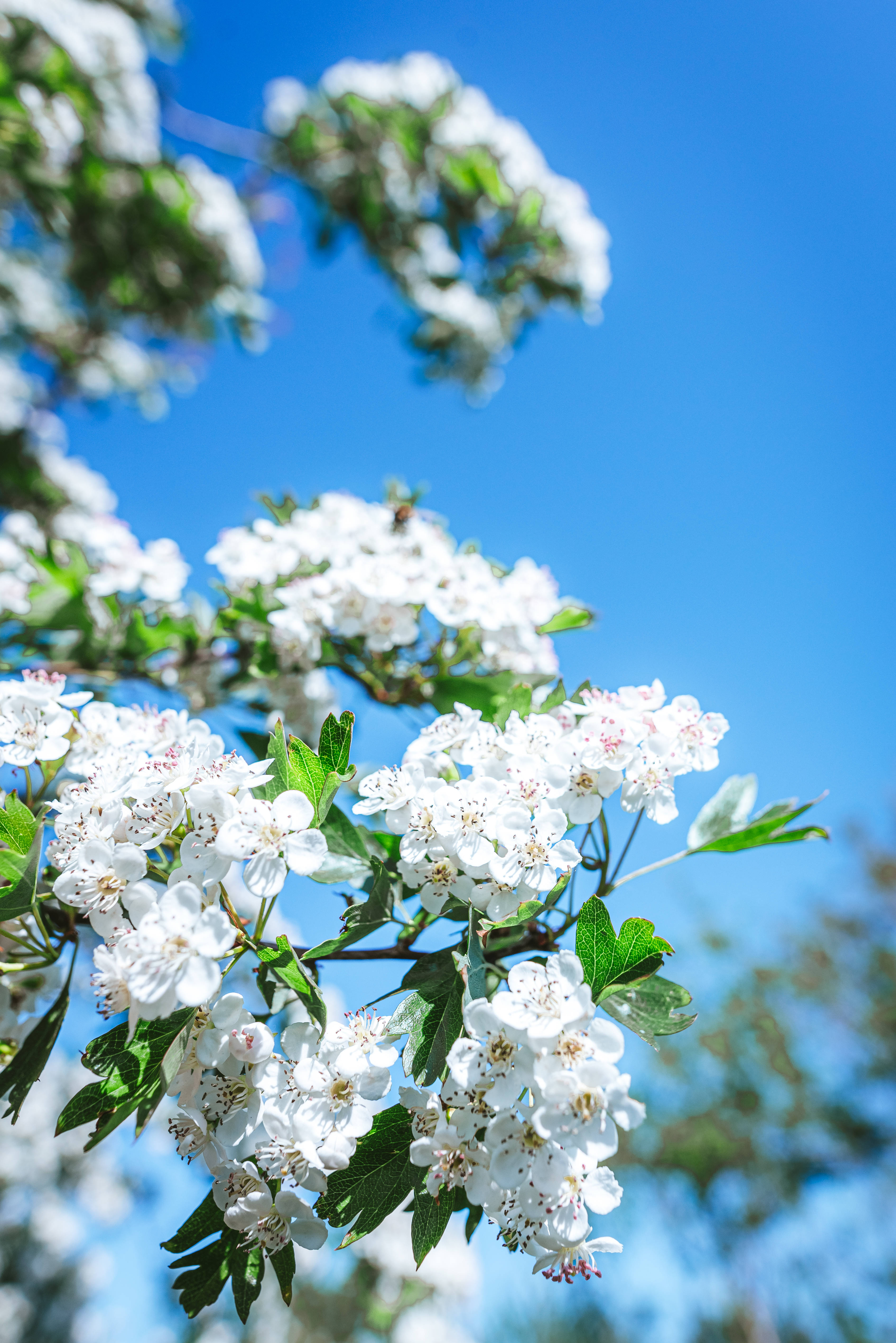 Download White Spring Flowers Blue Aesthetic iPad Wallpaper