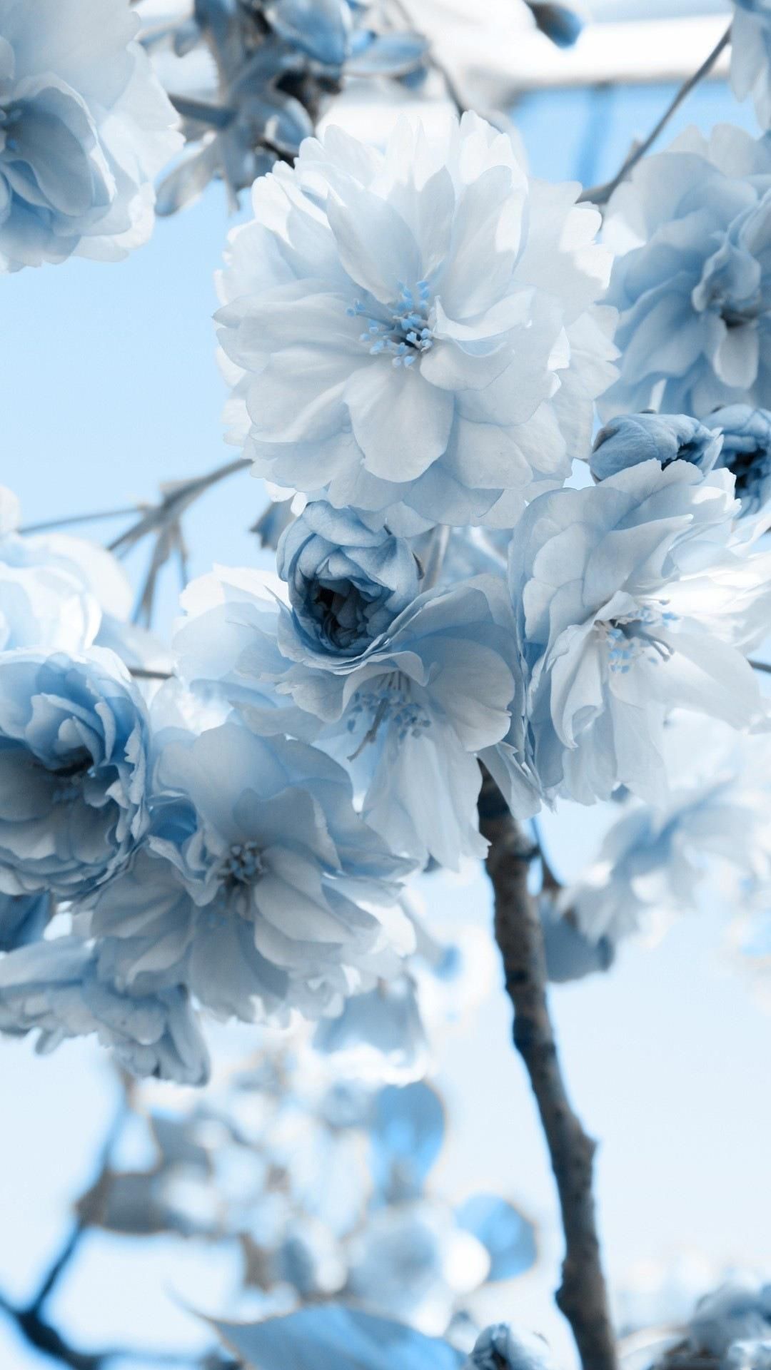 ♥MY LOVE for FLOWERS♥. Blue aesthetic pastel, Blue flower wallpaper, Blue background wallpaper