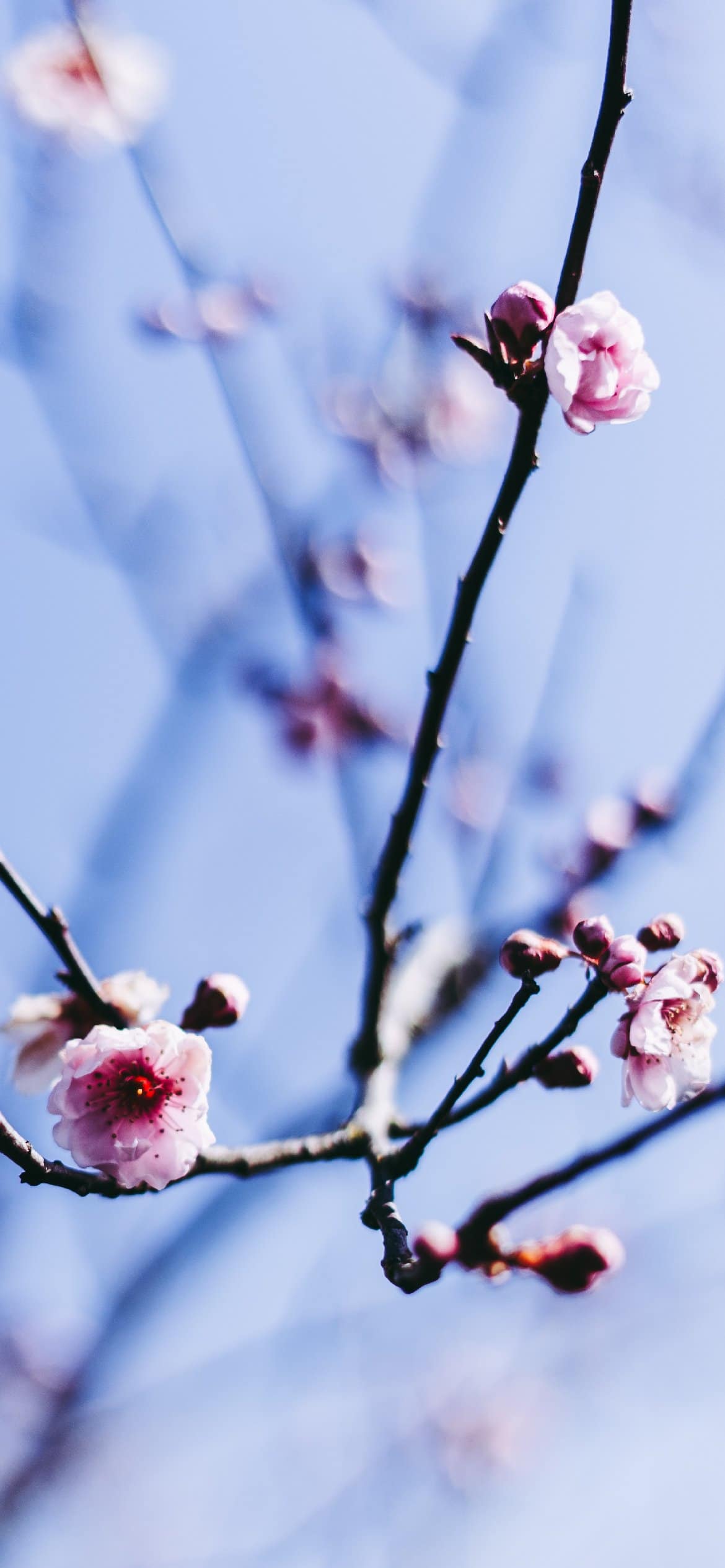 Blue Aesthetic Wallpaper Background That Are Perfect For Your Phone