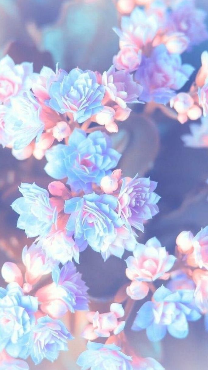 purple pink and blue flowers, blurred background, floral phone wallpaper, happy spring image. Fond d'ecran pastel, Fond d'écran téléphone, Image fond ecran