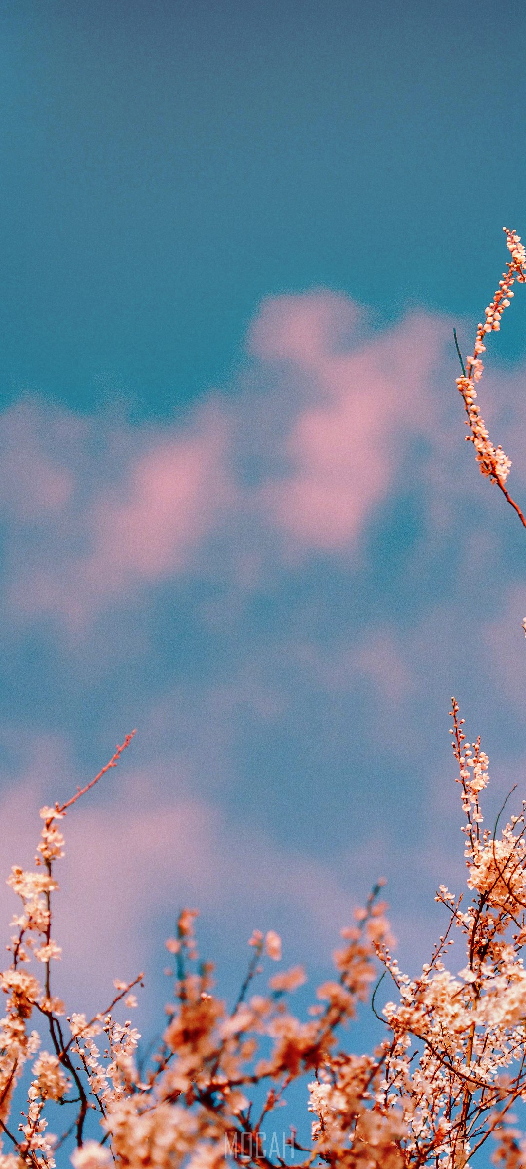 branches with white blossom with blue sky background in spring, spring, Oppo Reno4 Lite background, 1080x2400 Gallery HD Wallpaper