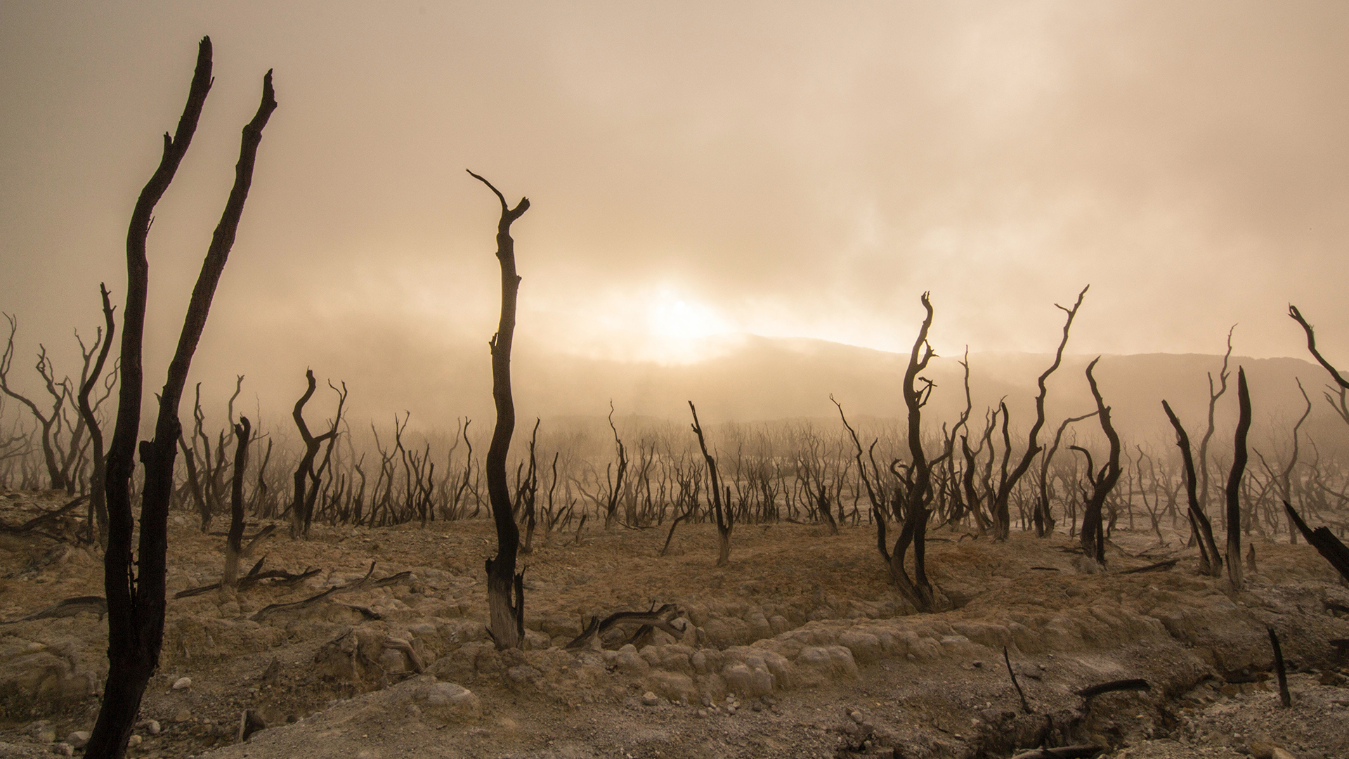 How do we stop global desertification?