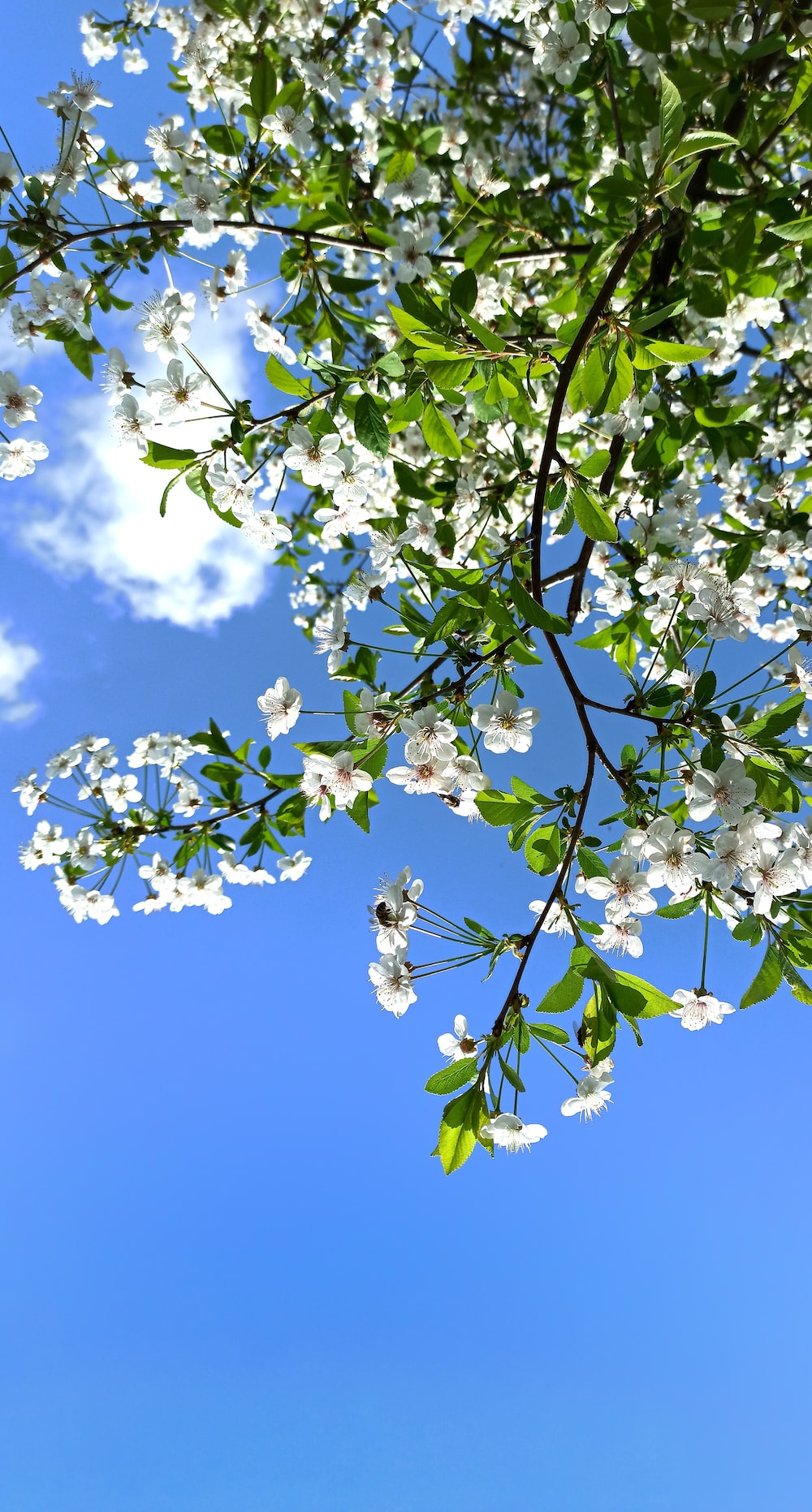 white and yellow flower under blue sky during daytime photo