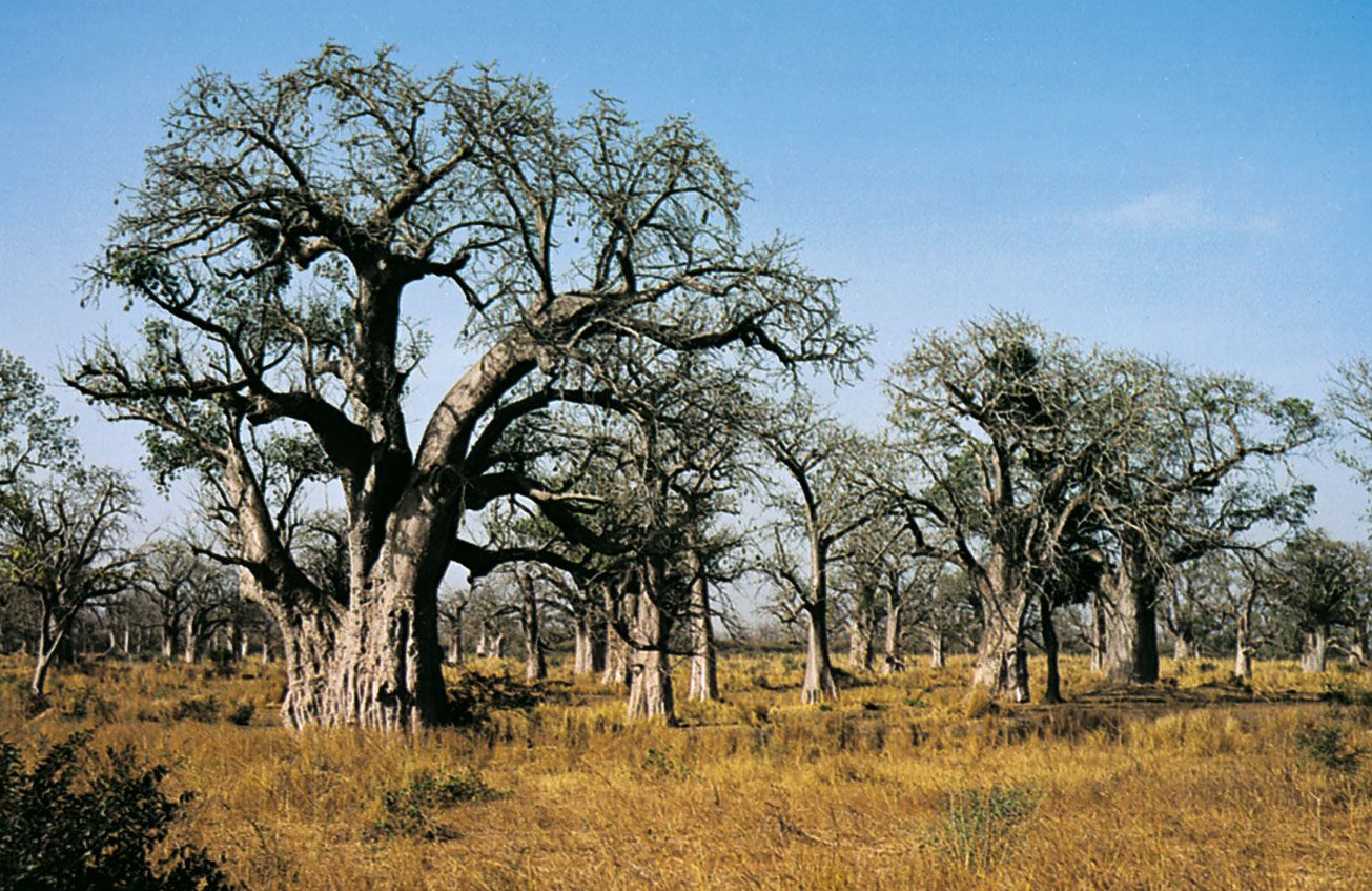 Desertification. Description, Causes, & Impacts