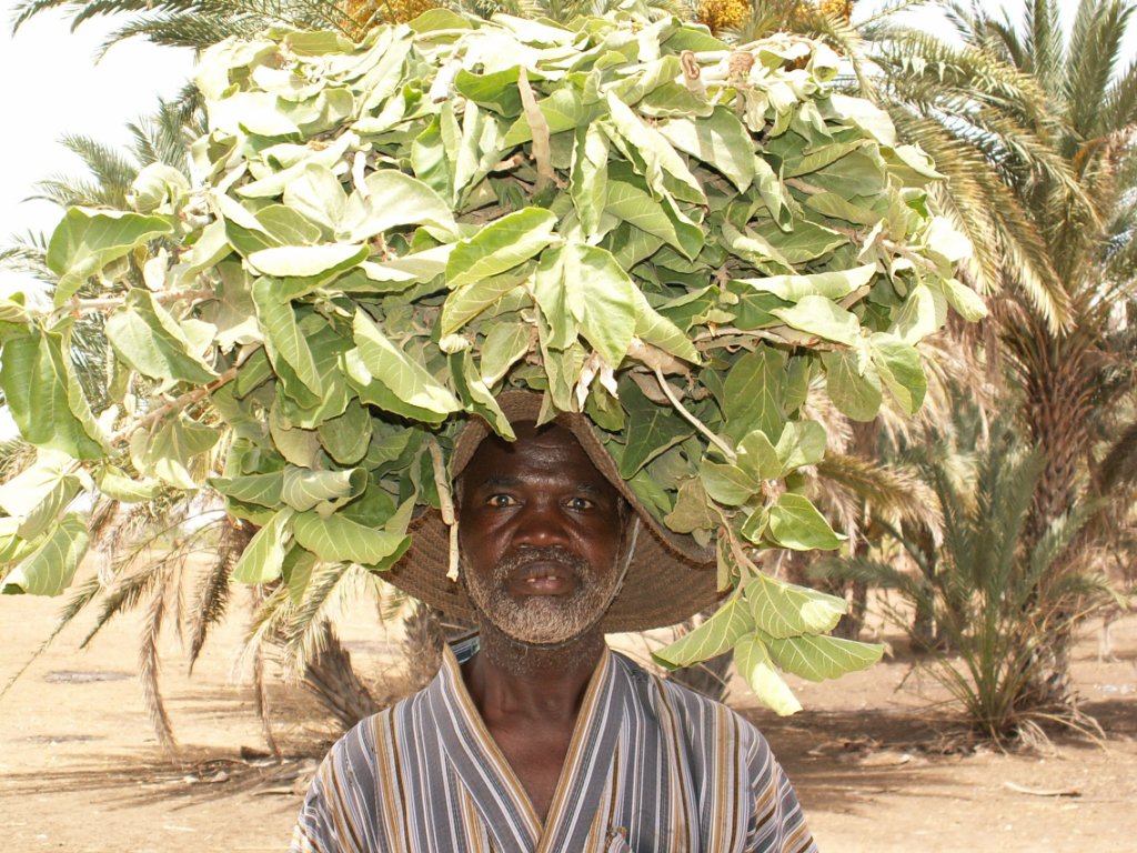 The “Great Green Wall” Didn't Stop Desertification, but it Evolved Into Something That Might. Science. Smithsonian Magazine