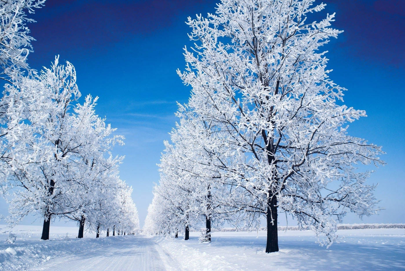 Download Winter Scene Beautiful Nature Wallpaper
