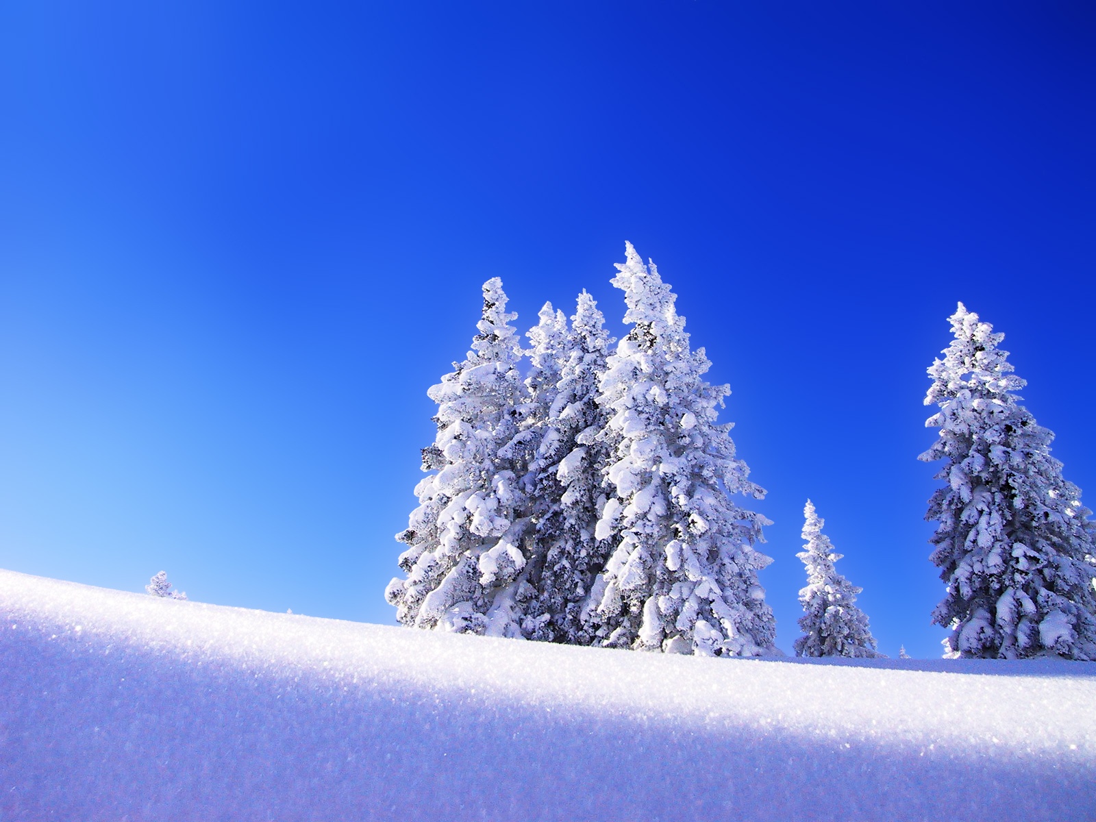 Winter trees blue wallpaper. Winter trees blue