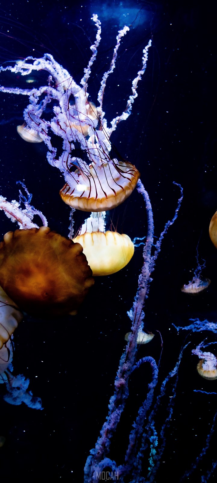 Jellyfish, Marine Biology, Water, Cnidaria, Marine Invertebrates, Infinix Hot 8 wallpaper full hd, 720x1600 Gallery HD Wallpaper