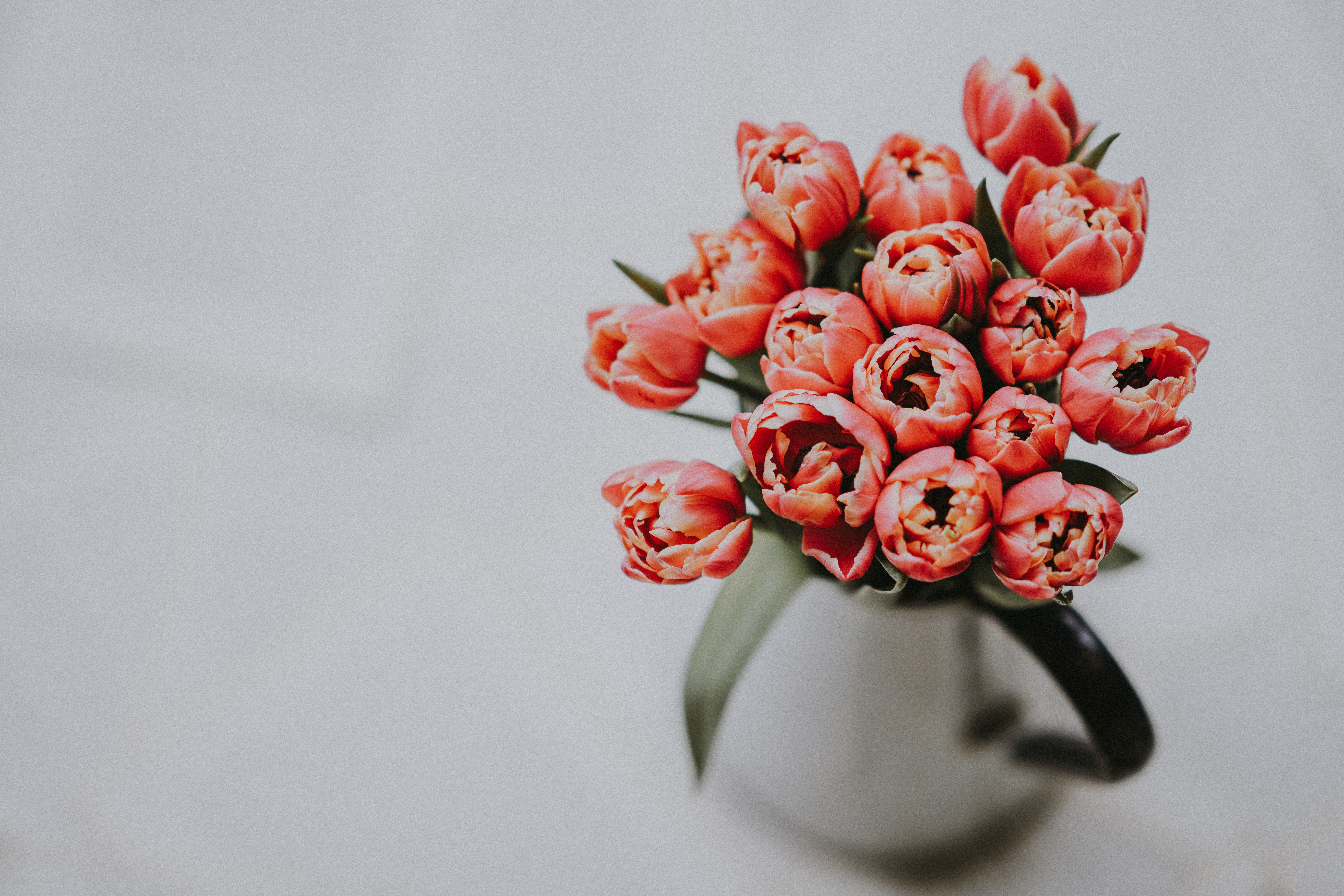 spring flower HD wallpaper, background
