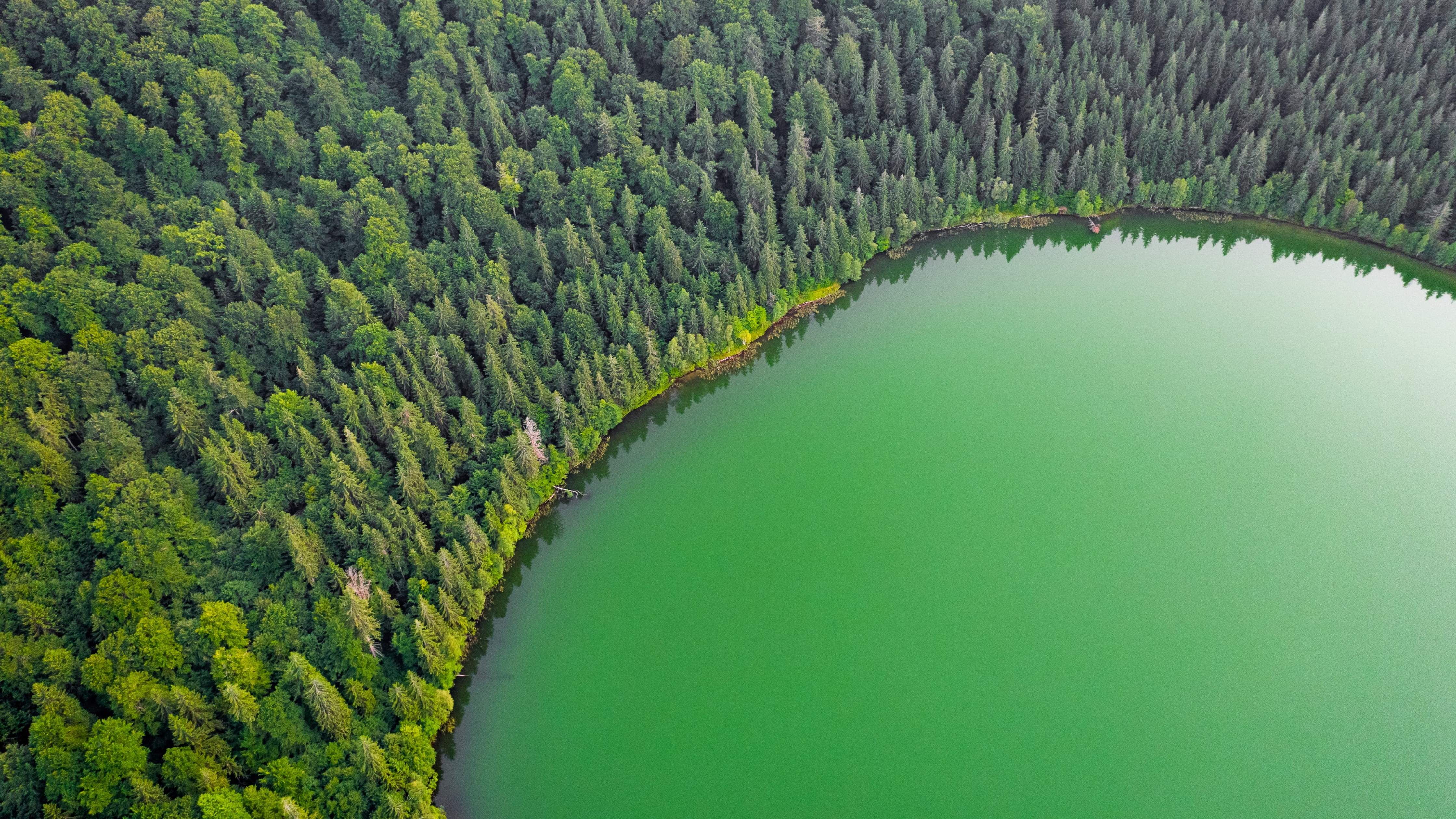 Green Lake Wallpaper 4K, Green Trees, Nature