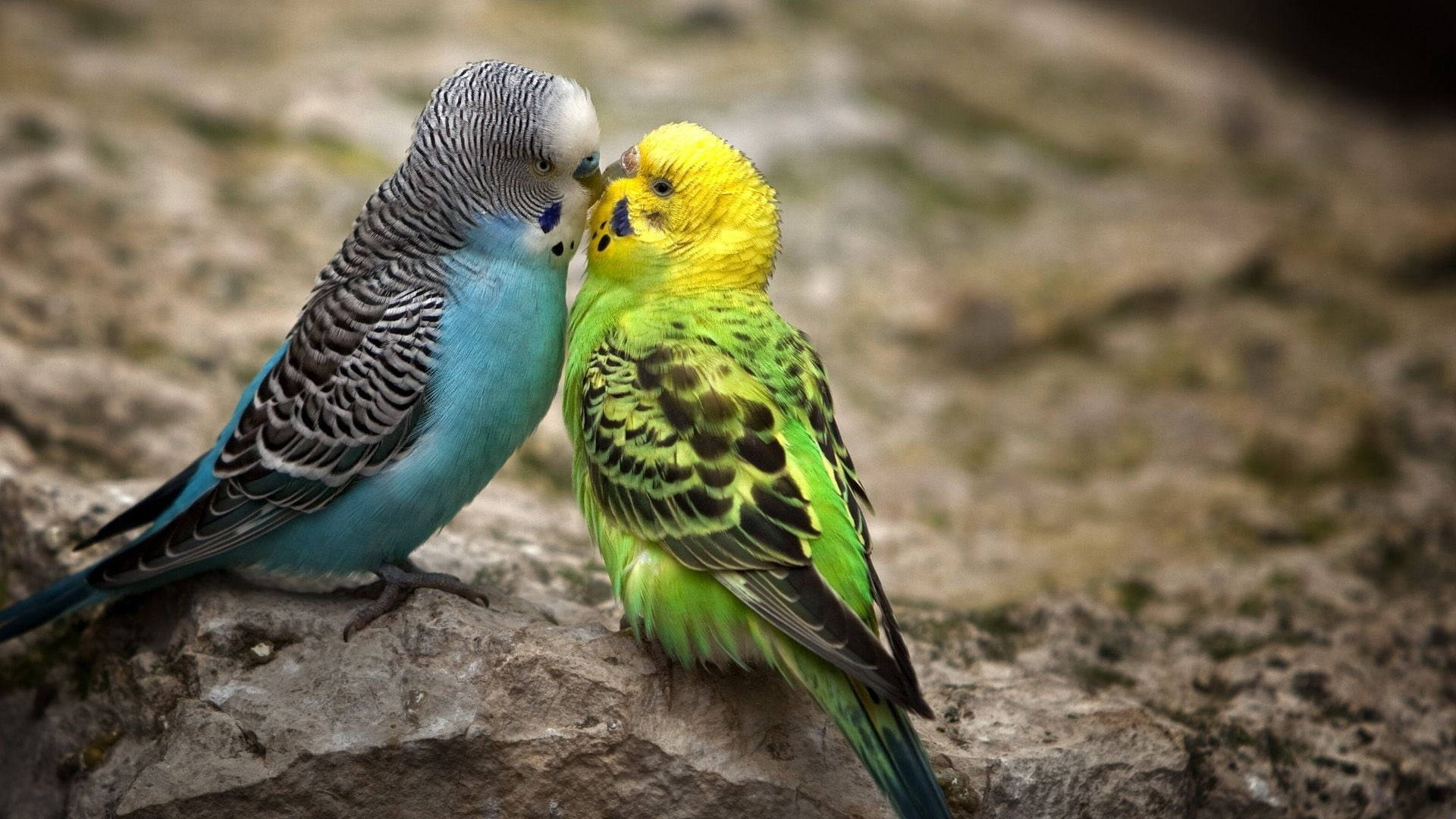 Love Birds Wallpaper for FREE