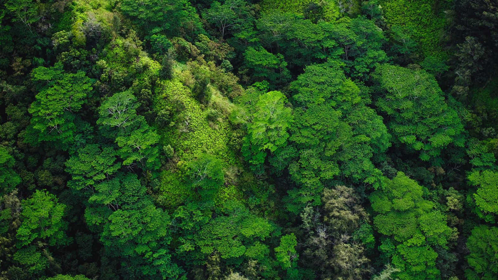 Download wallpaper 1600x900 trees, top view, green, forest widescreen 16:9 HD background