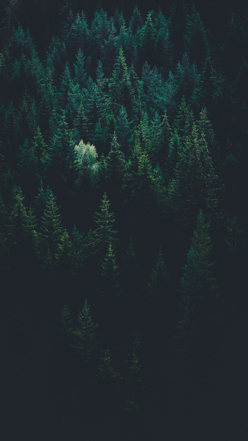 Forest Wallpaper: Free HD Download [HQ]